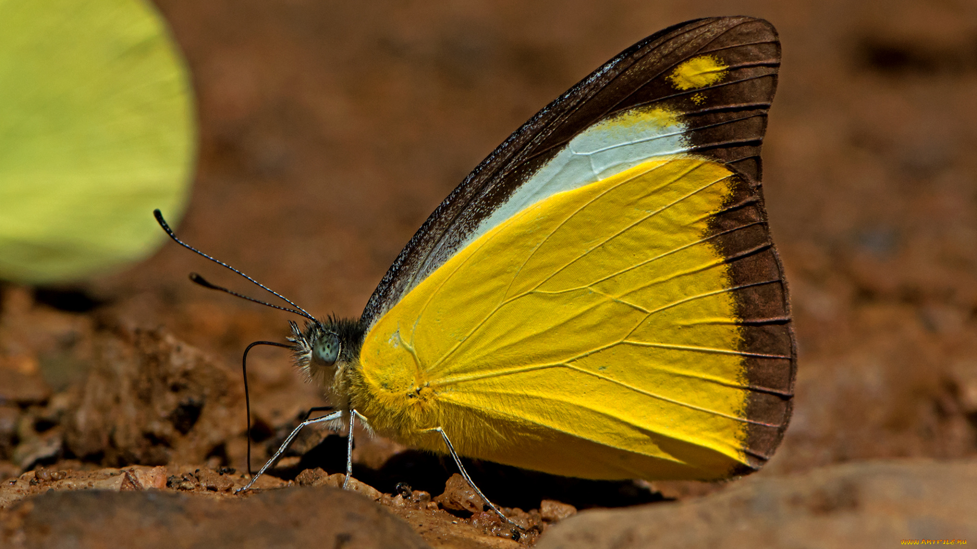 appias, lyncida, -, chocolate, albatross, животные, бабочки, , мотыльки, , моли, бабочка