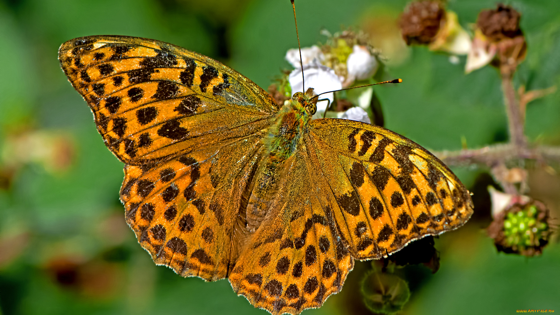 argynnis, paphia, -, silver-washed, fritillary, животные, бабочки, , мотыльки, , моли, бабочка