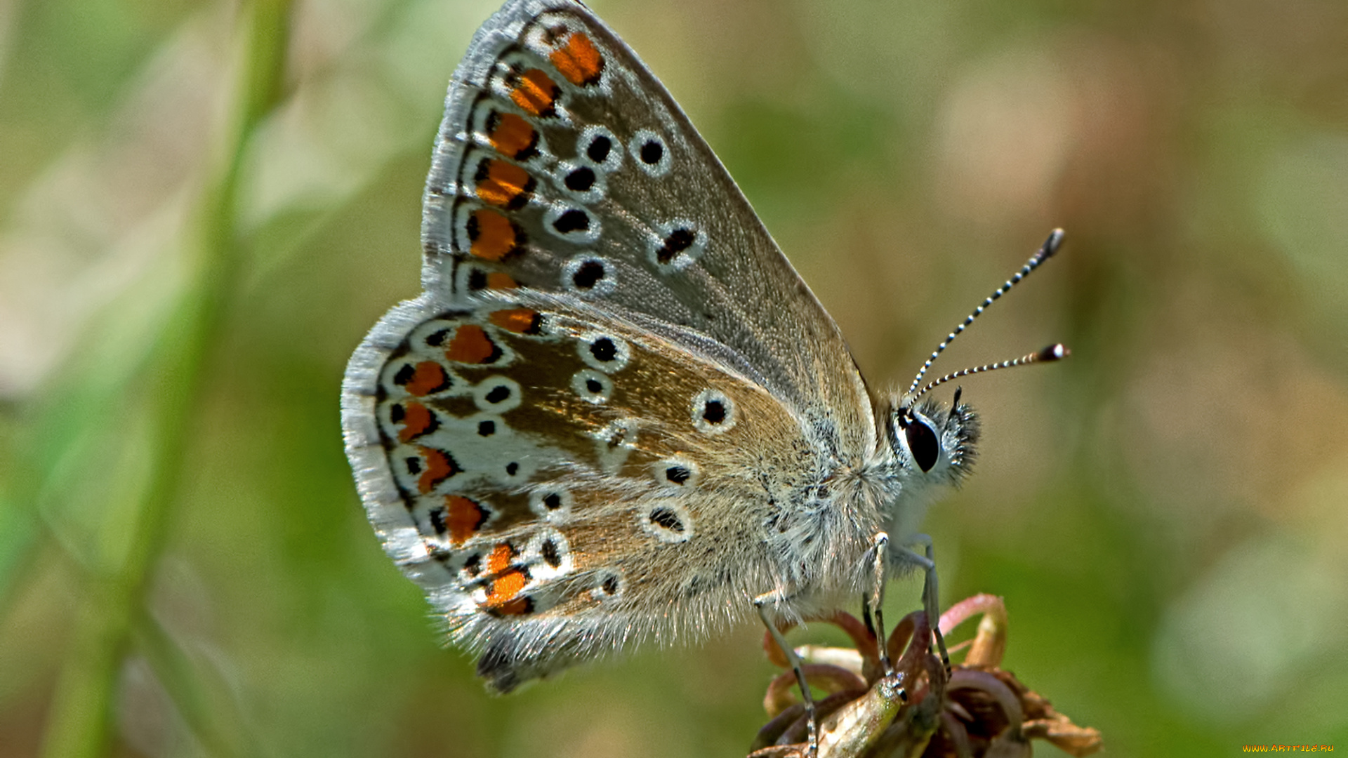 aricia, agestis, -, brown, argus, животные, бабочки, , мотыльки, , моли, бабочка