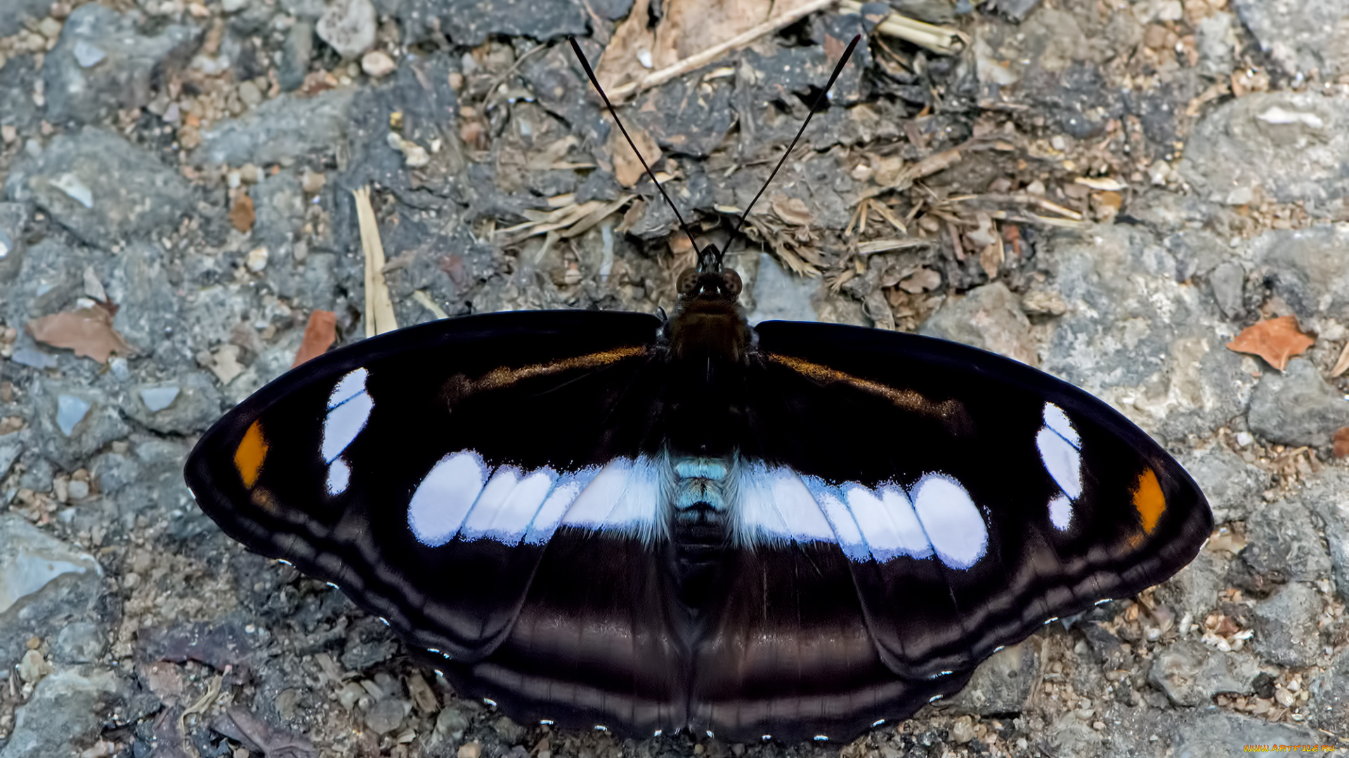 athyma, selenophora, -, staff, sergeant, животные, бабочки, , мотыльки, , моли, бабочка