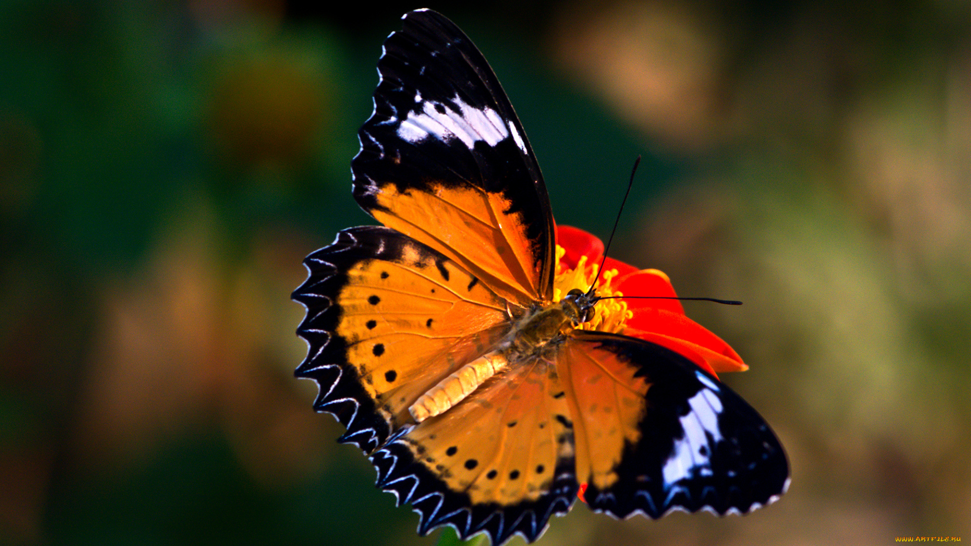 cethosia, cyane, -, leopard, lacewing, животные, бабочки, , мотыльки, , моли, бабочка