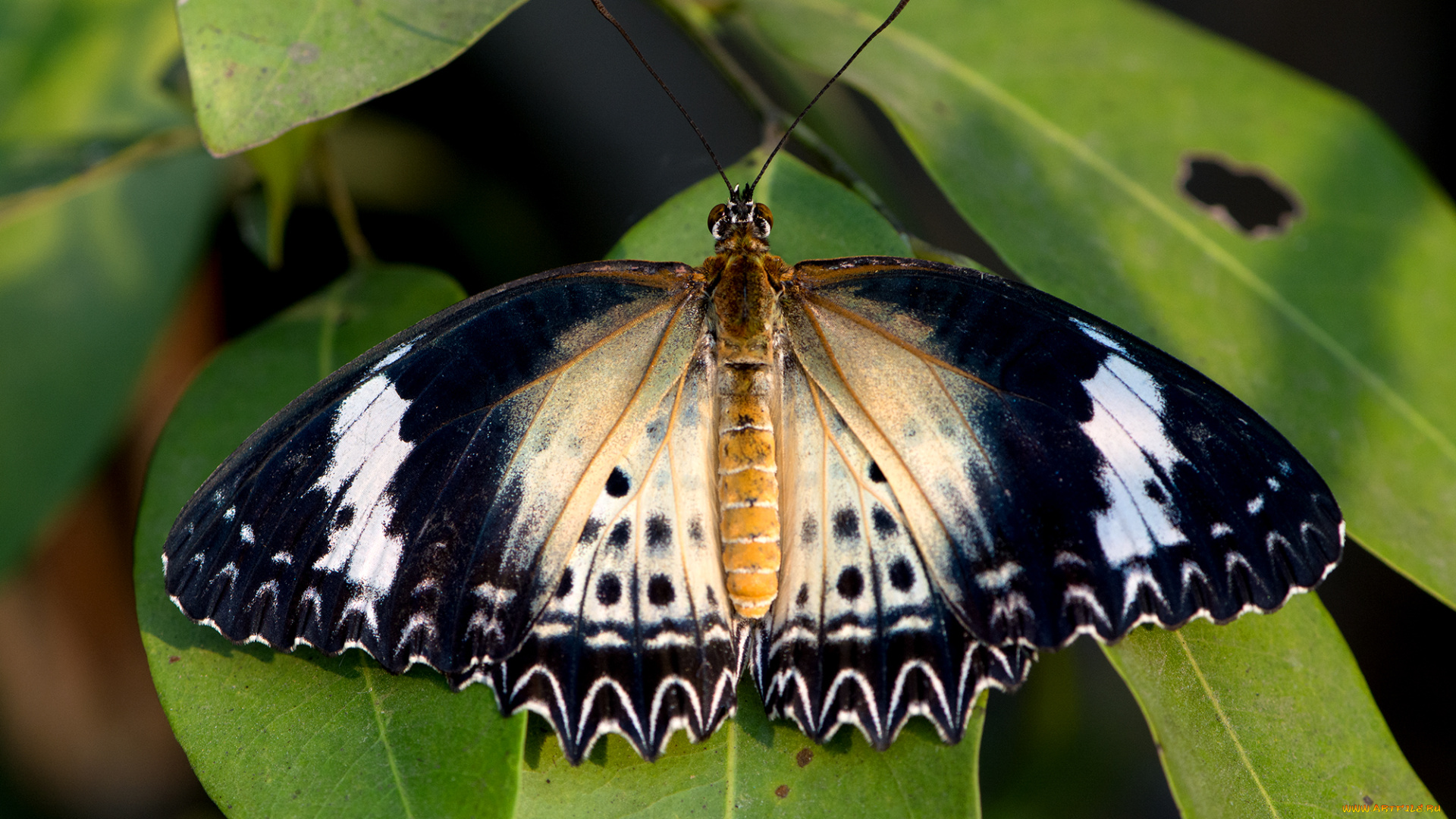 cethosia, cyane, -, leopard, lacewing, животные, бабочки, , мотыльки, , моли, бабочка