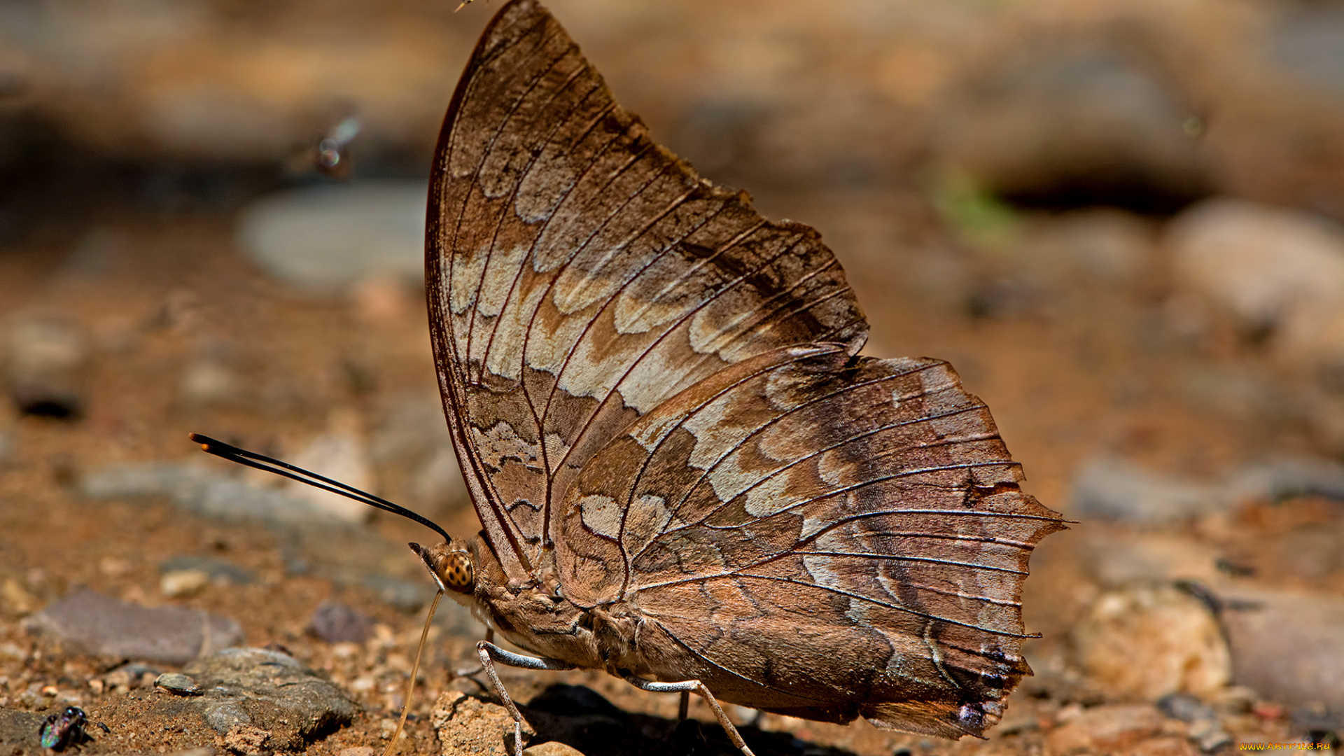charaxes, bernardus, -, common, tawny, rajah, животные, бабочки, , мотыльки, , моли, бабочка