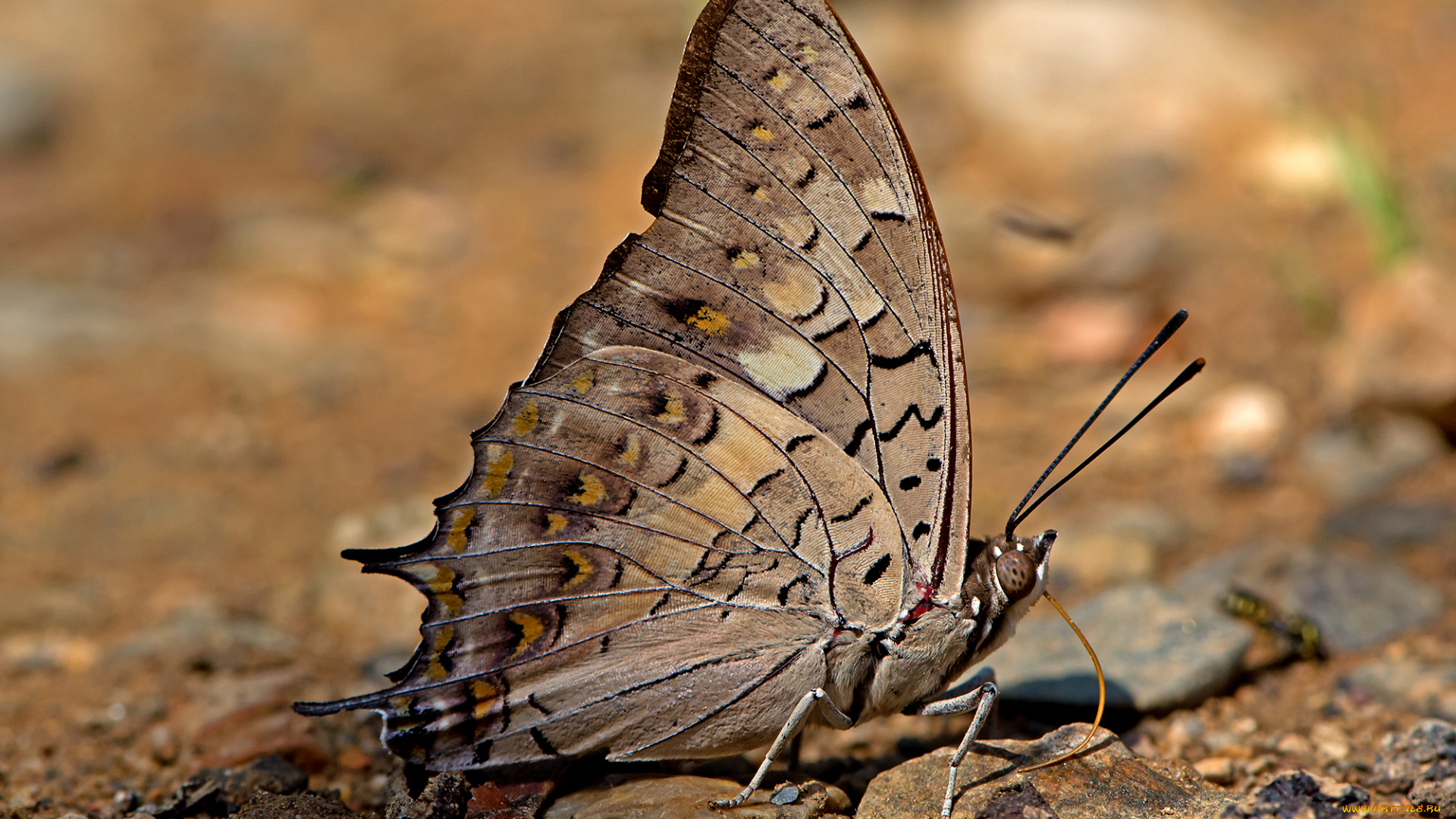 charaxes, solon, -, black, rajah, животные, бабочки, , мотыльки, , моли, бабочка