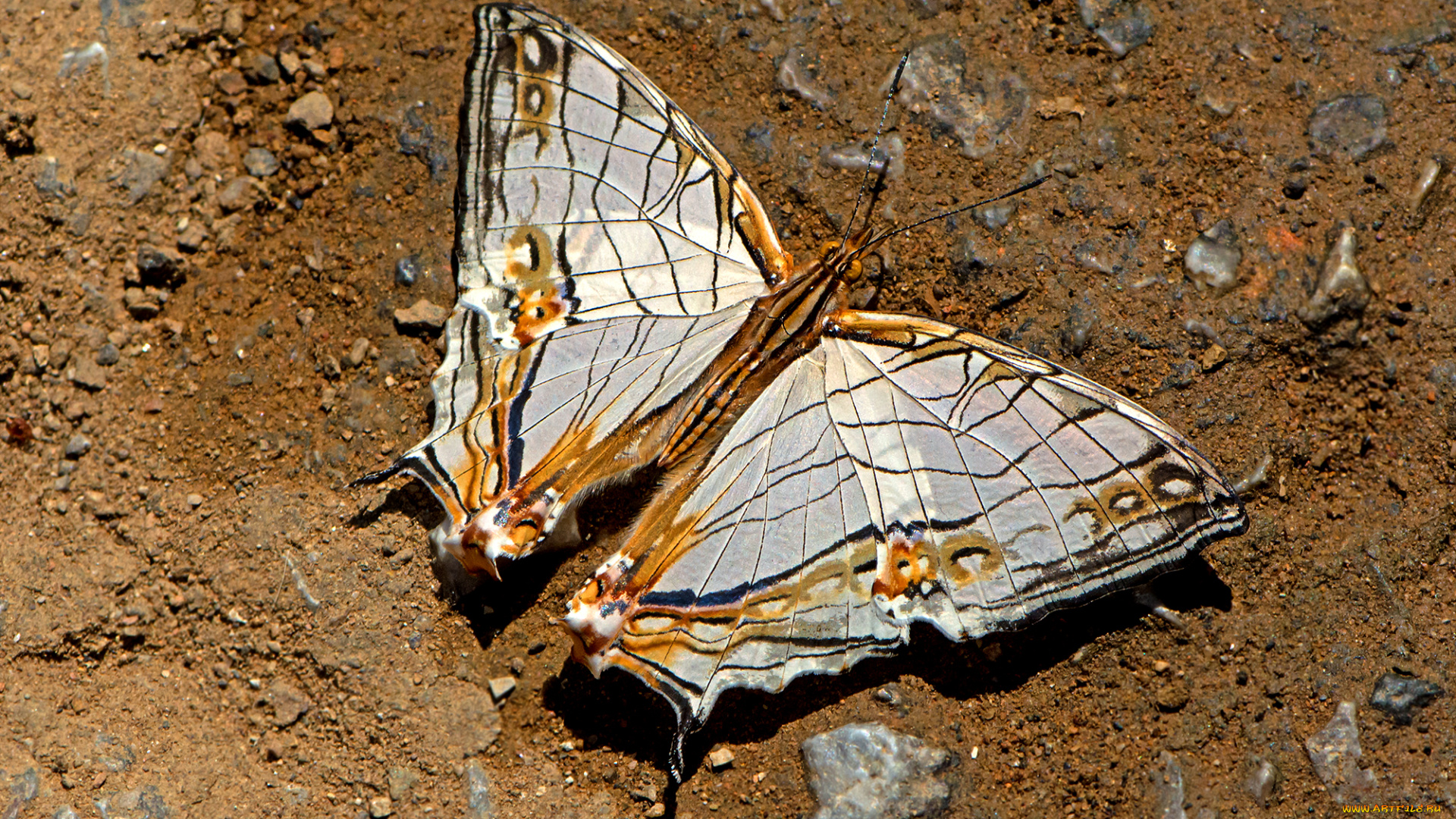 cyrestis, thyodamas, -, common, map, животные, бабочки, , мотыльки, , моли, бабочка