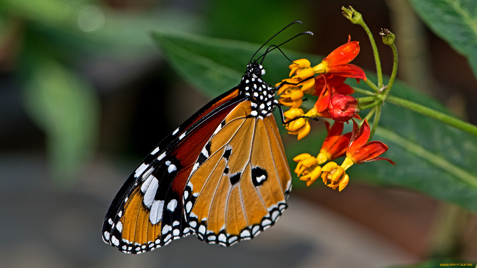 danaus, chrysippus, -, plain, tiger, животные, бабочки, , мотыльки, , моли, бабочка
