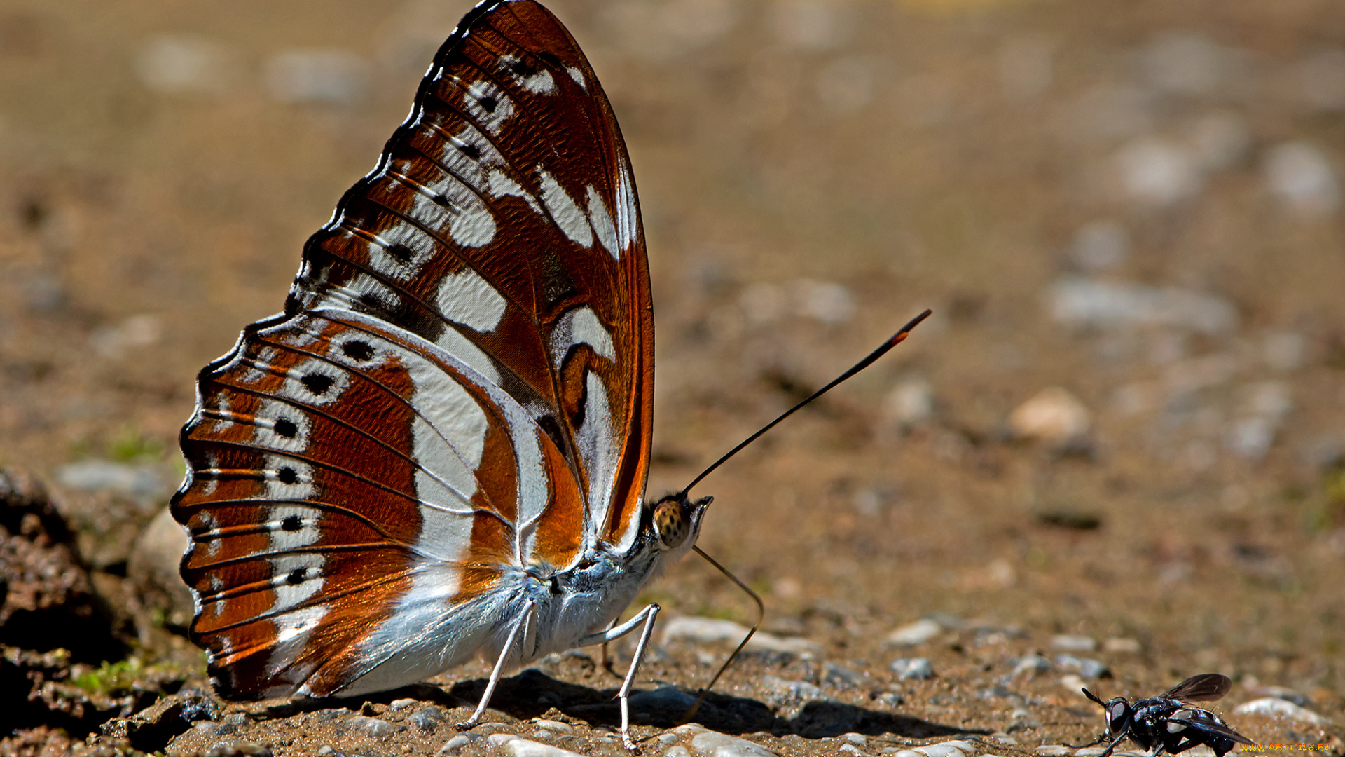 friend, or, foe, животные, бабочки, , мотыльки, , моли, бабочка