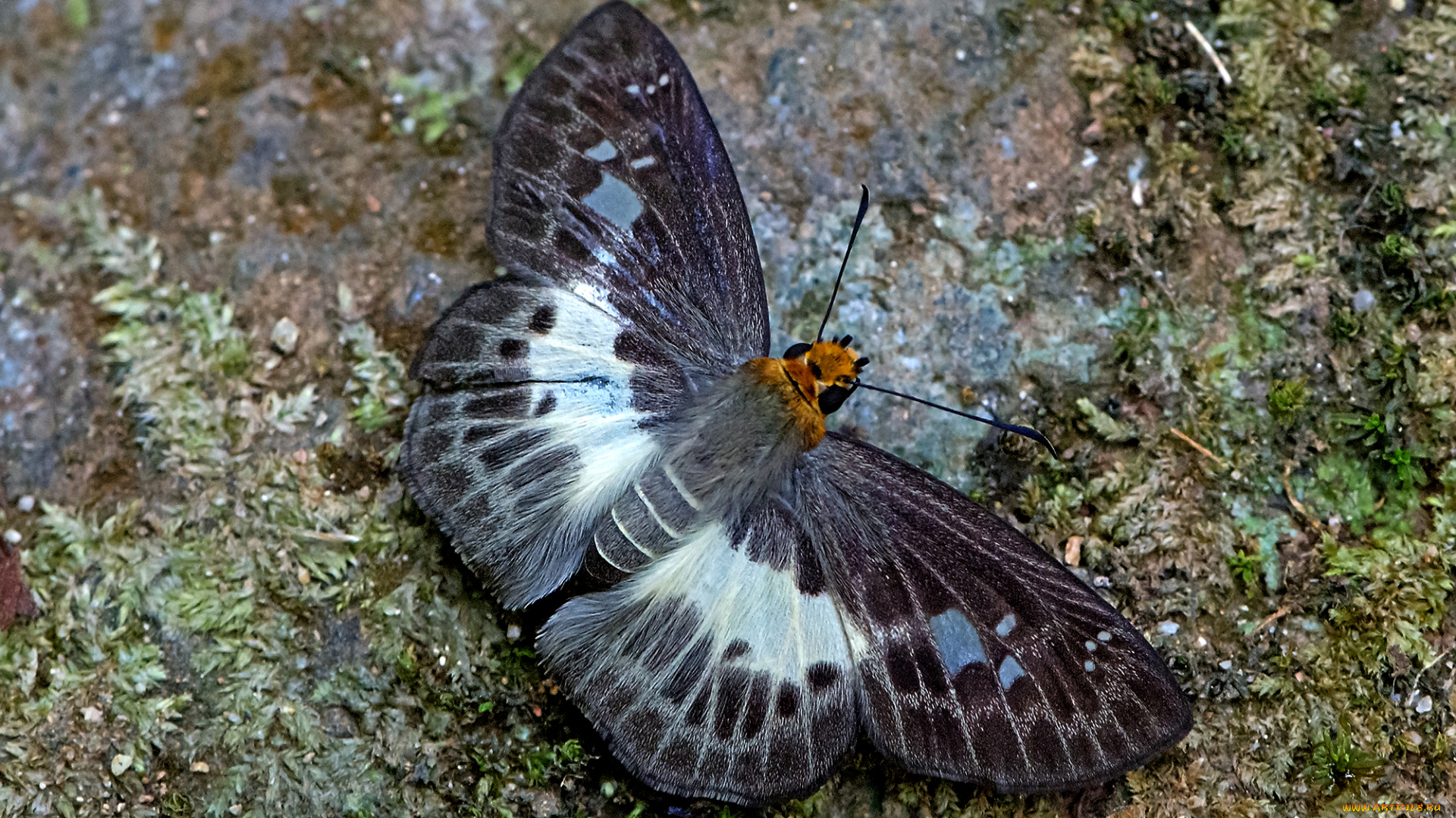 gerosis, phisara, -, variable, white, flat, животные, бабочки, , мотыльки, , моли, бабочка