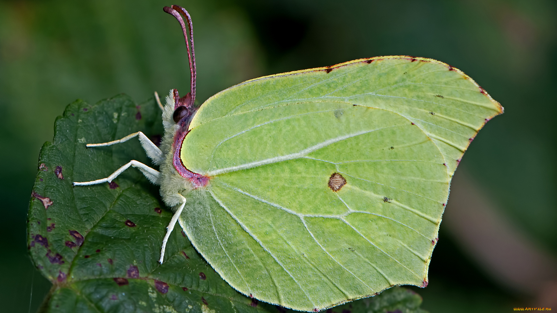 gonepteryx, rhamni, -, the, brimstone, животные, бабочки, , мотыльки, , моли, бабочка