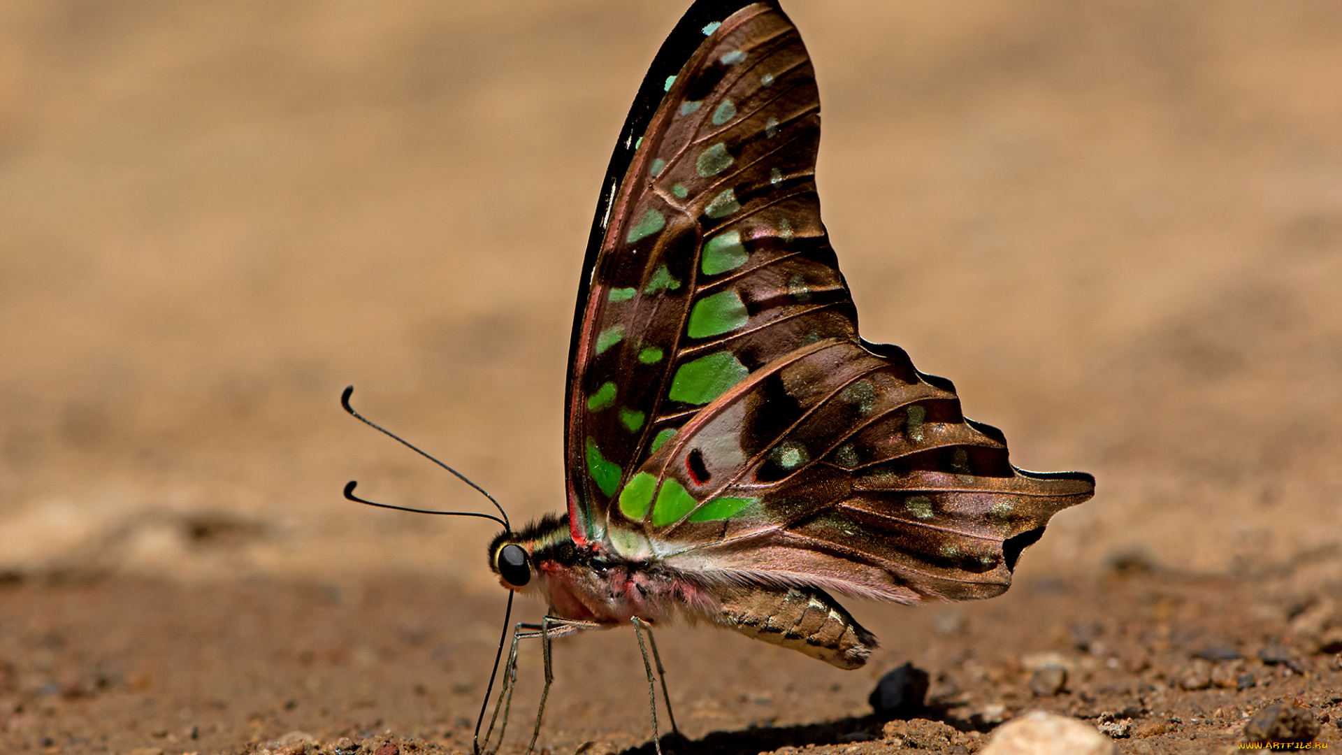 graphium, agamemnon, -, tailed, jay, животные, бабочки, , мотыльки, , моли, бабочка