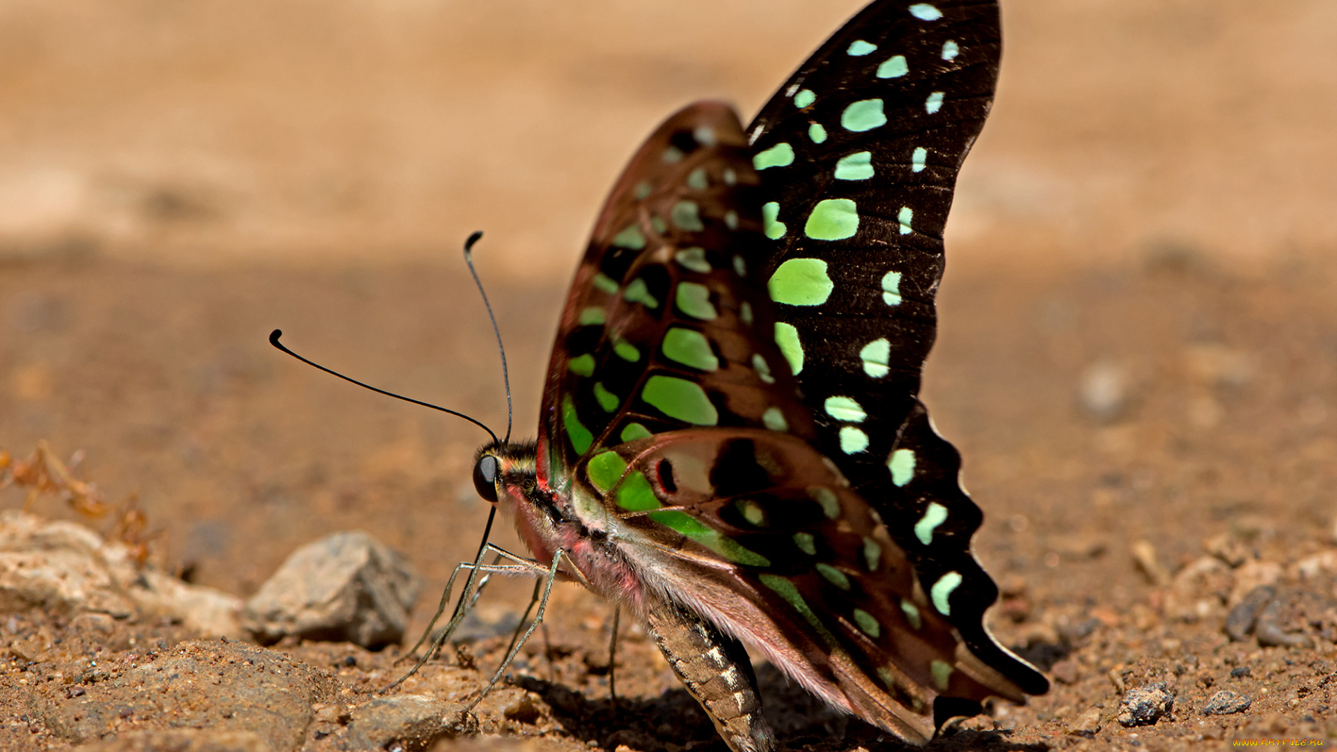 graphium, agamemnon, -, tailed, jay, животные, бабочки, , мотыльки, , моли, бабочка