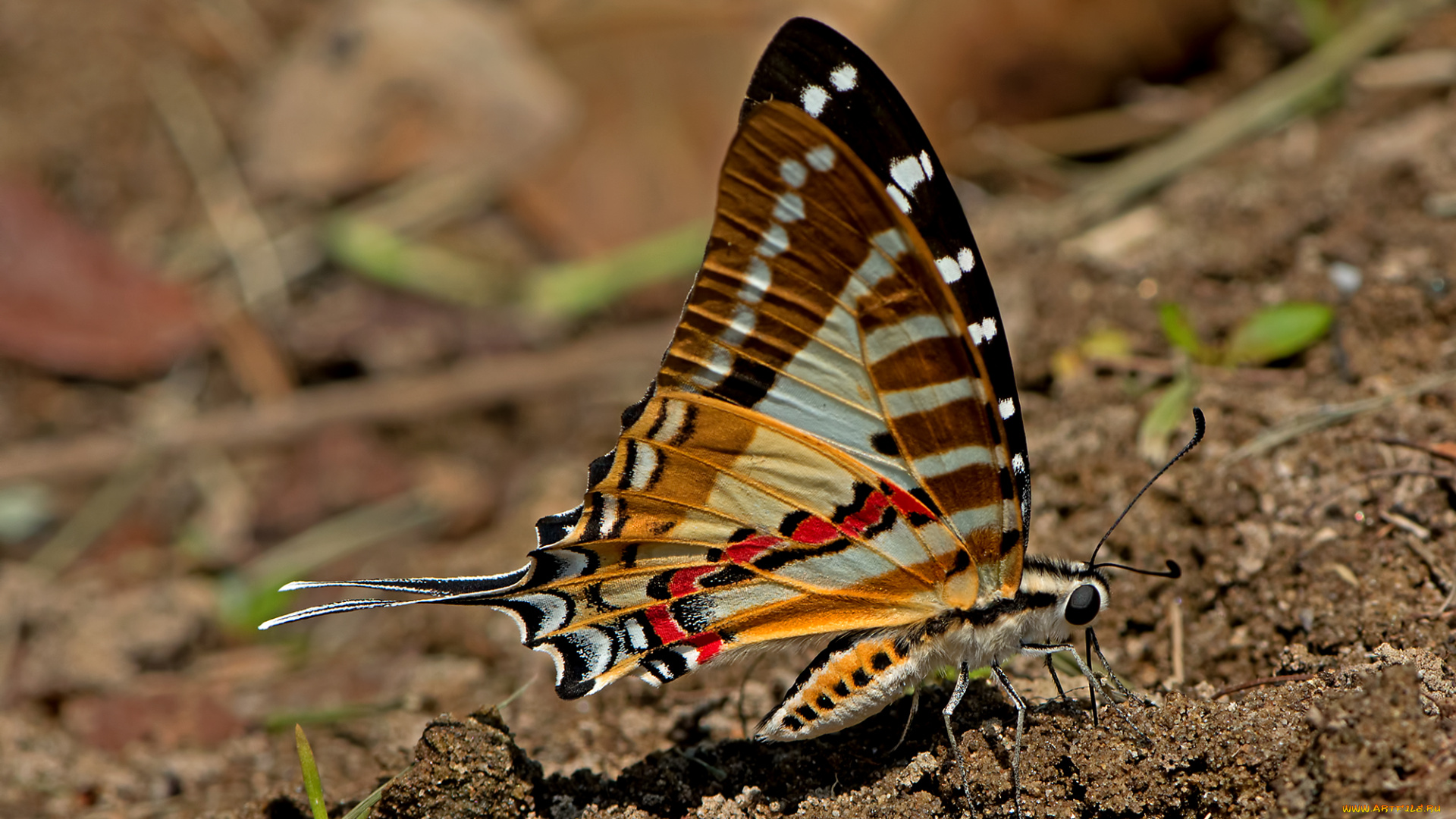 graphium, nomius, -, spot, swordtail, животные, бабочки, , мотыльки, , моли, бабочка