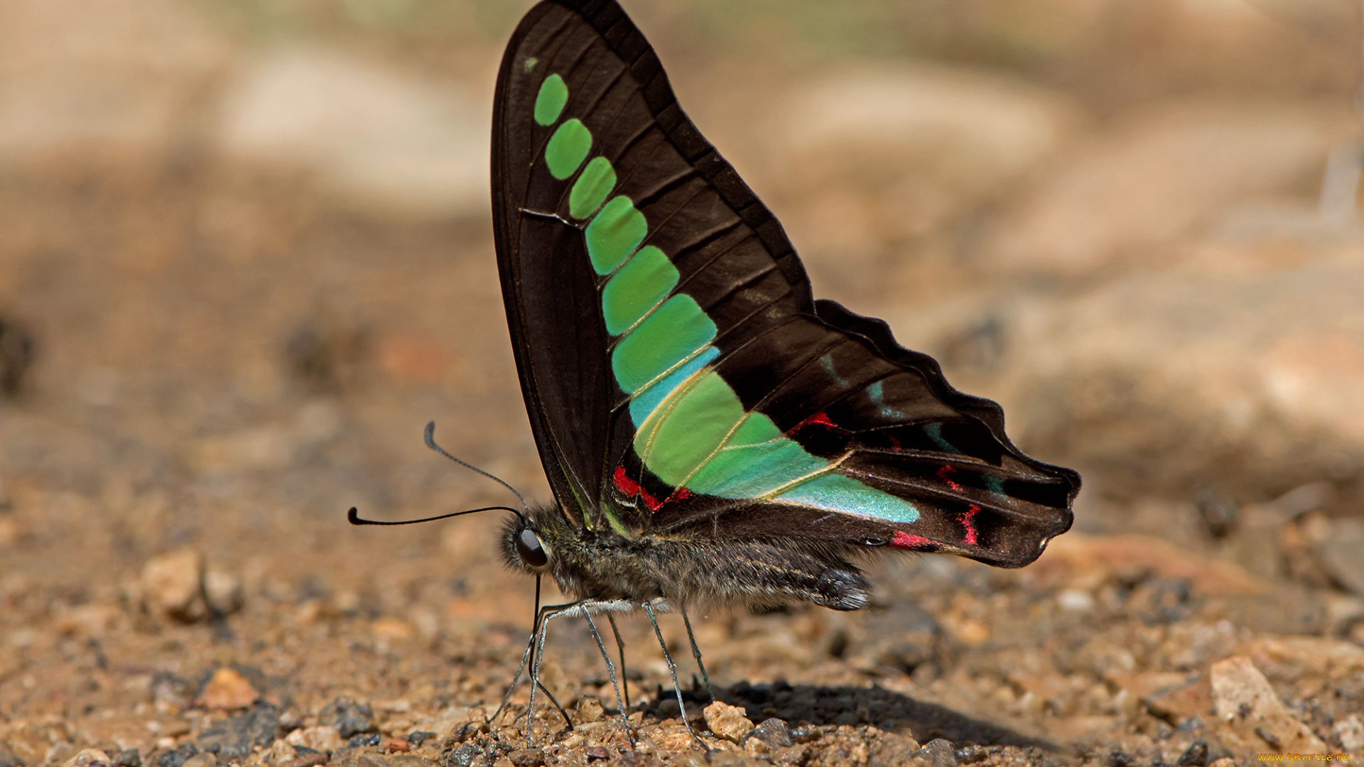 graphium, sarpedon, -, common, bluebottle, животные, бабочки, , мотыльки, , моли, бабочка