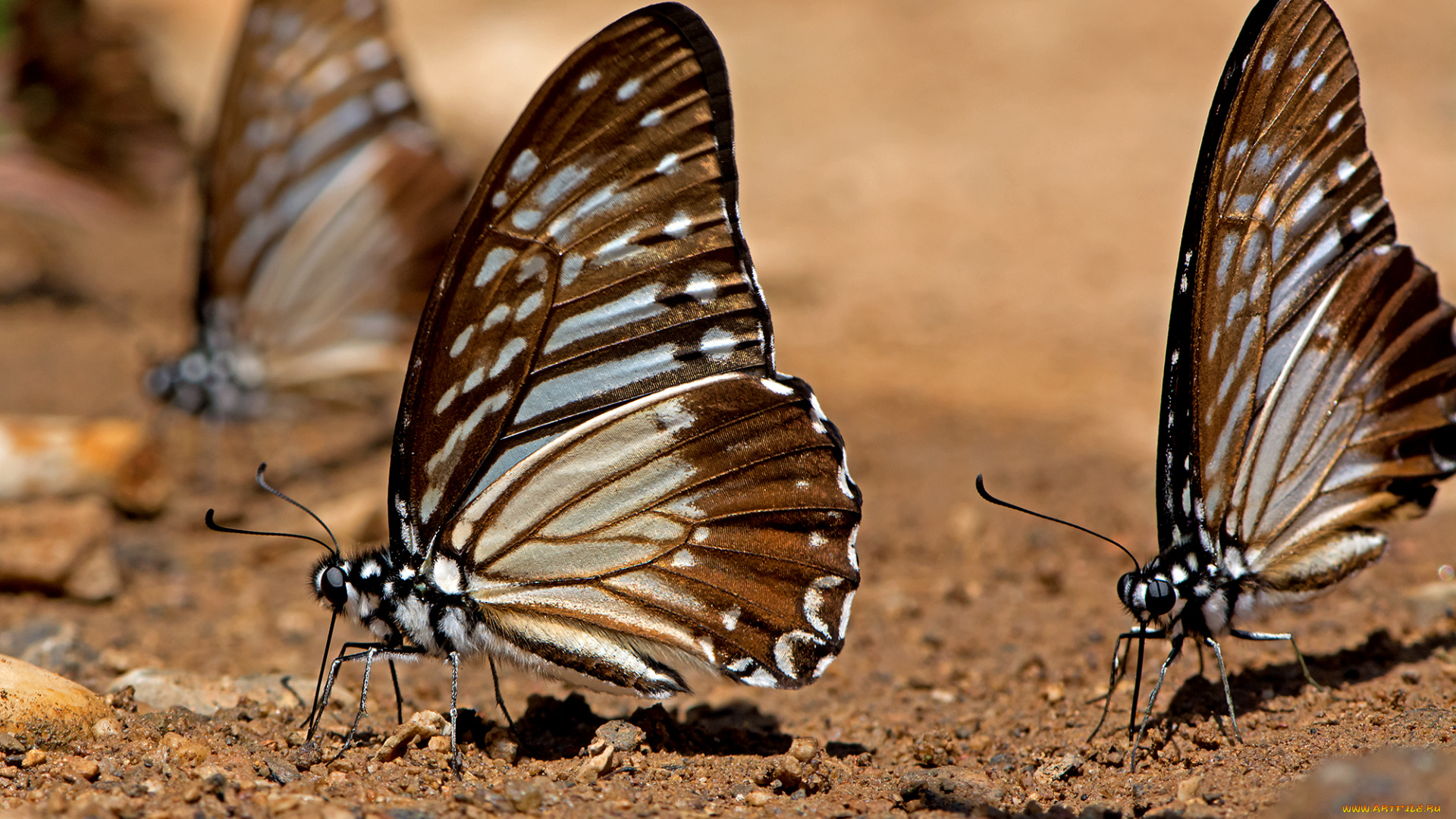 graphium, xenocles, -, the, great, zebra, животные, бабочки, , мотыльки, , моли, бабочка
