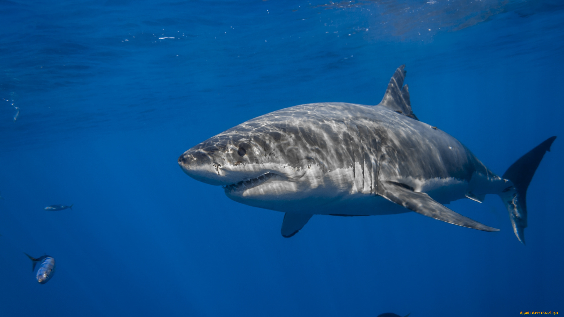 great, white, shark, животные, акулы, акула, глубина, океан