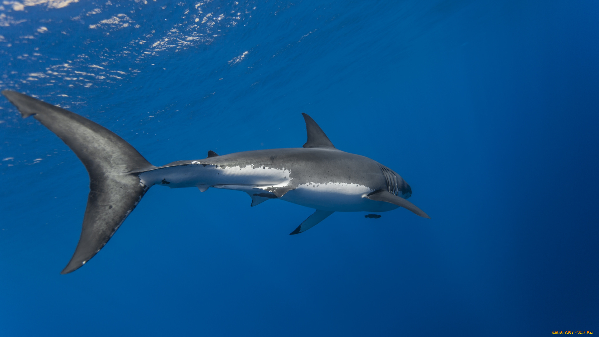 great, white, shark, животные, акулы, акула, глубина, океан