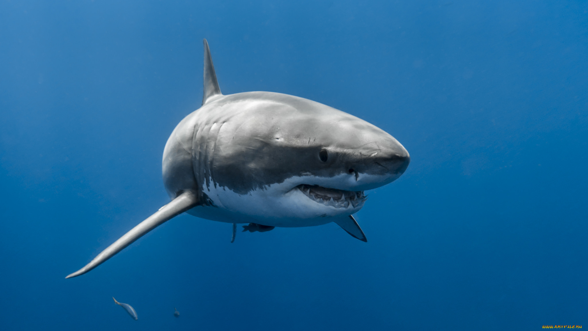 great, white, shark, животные, акулы, океан, акула, глубина