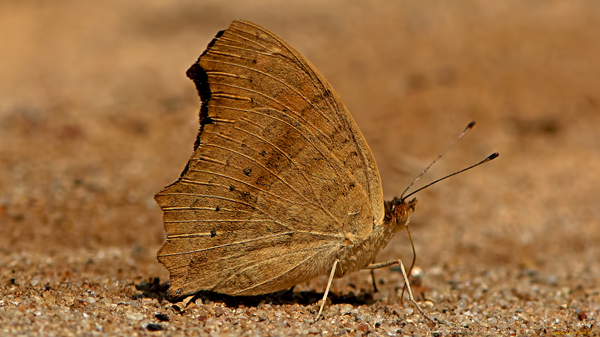 junonia, lemonias, -, lemon, pansy, животные, бабочки, , мотыльки, , моли, бабочка