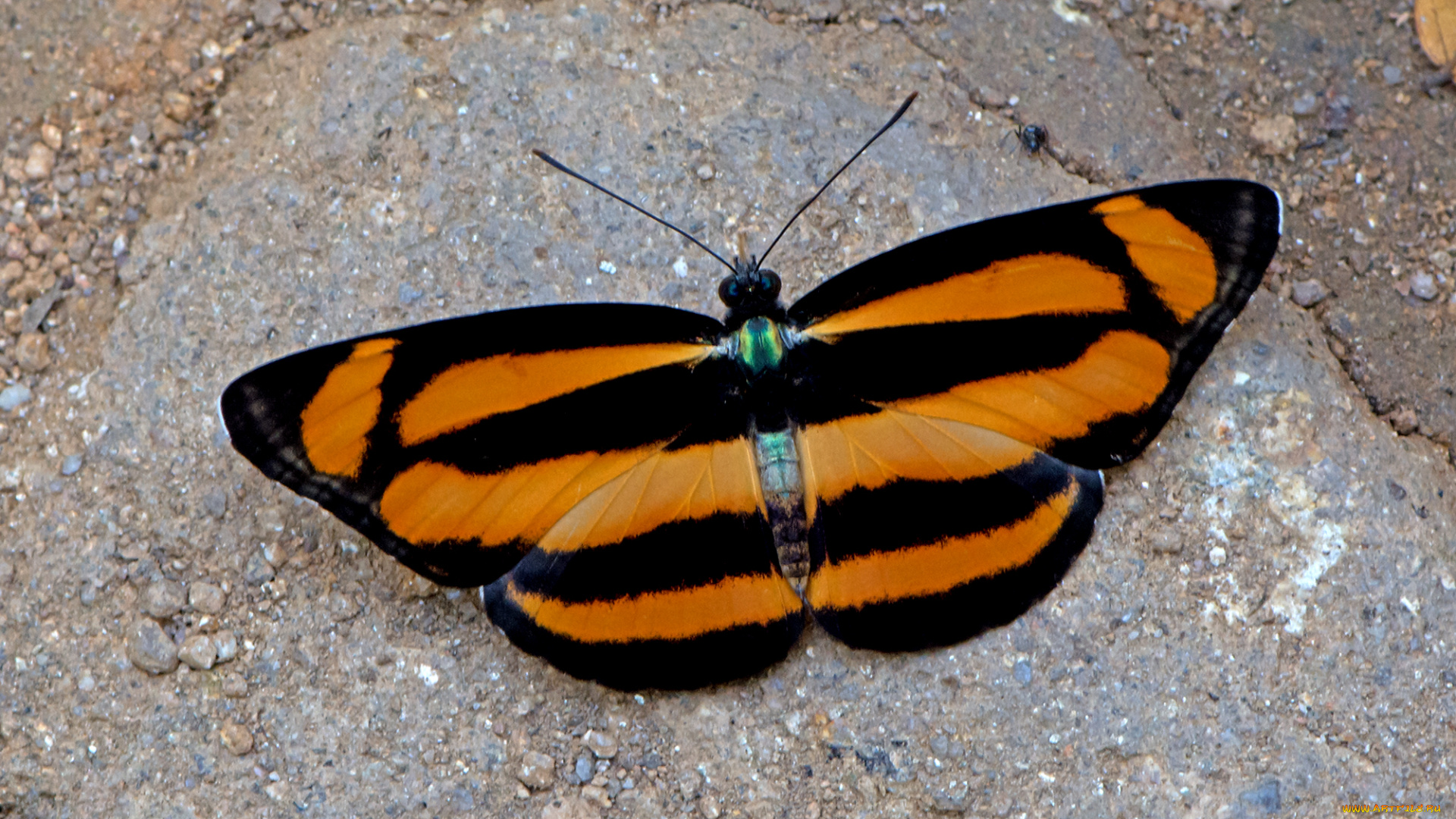 lasippa, viraja, -, yellow-jak, lascar, животные, бабочки, , мотыльки, , моли, бабочка