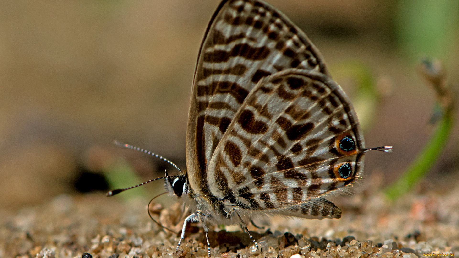 leptotes, plinius, -, zebra, blue, животные, бабочки, , мотыльки, , моли, бабочка