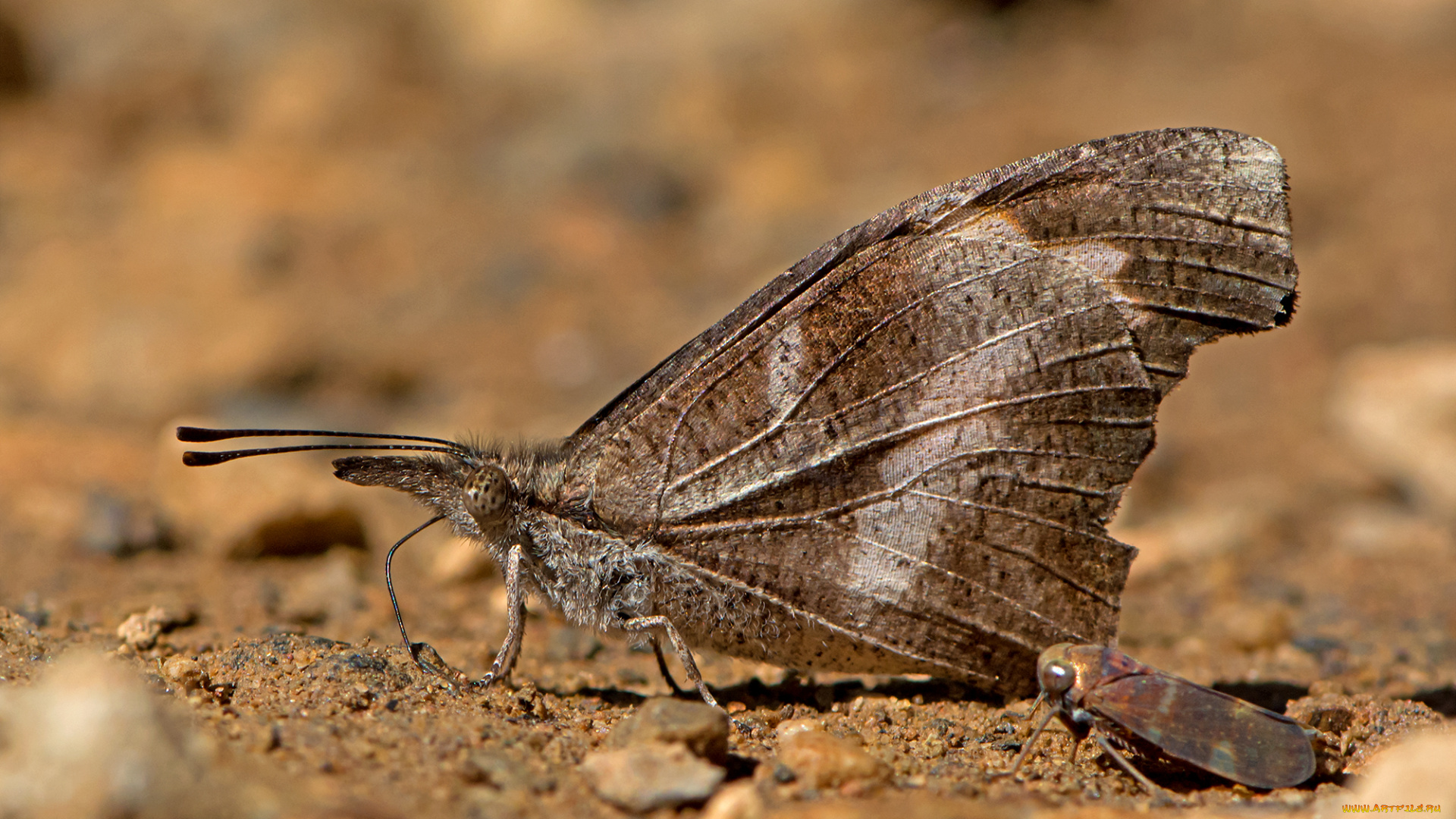 libythea, myrrha, -, club, beak, животные, бабочки, , мотыльки, , моли, бабочка