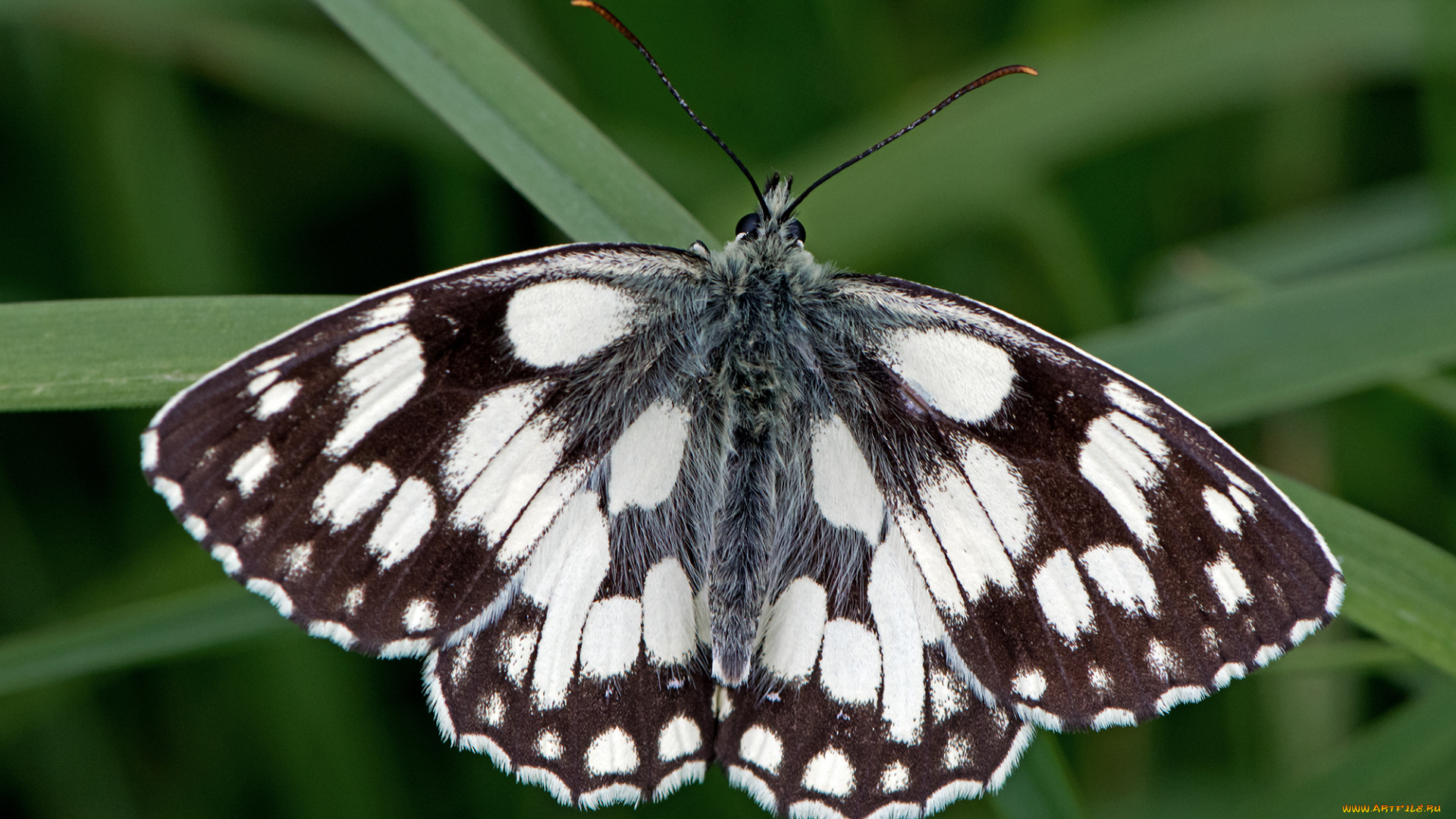 melanargia, galathea, -, marbled, white, животные, бабочки, , мотыльки, , моли, бабочка