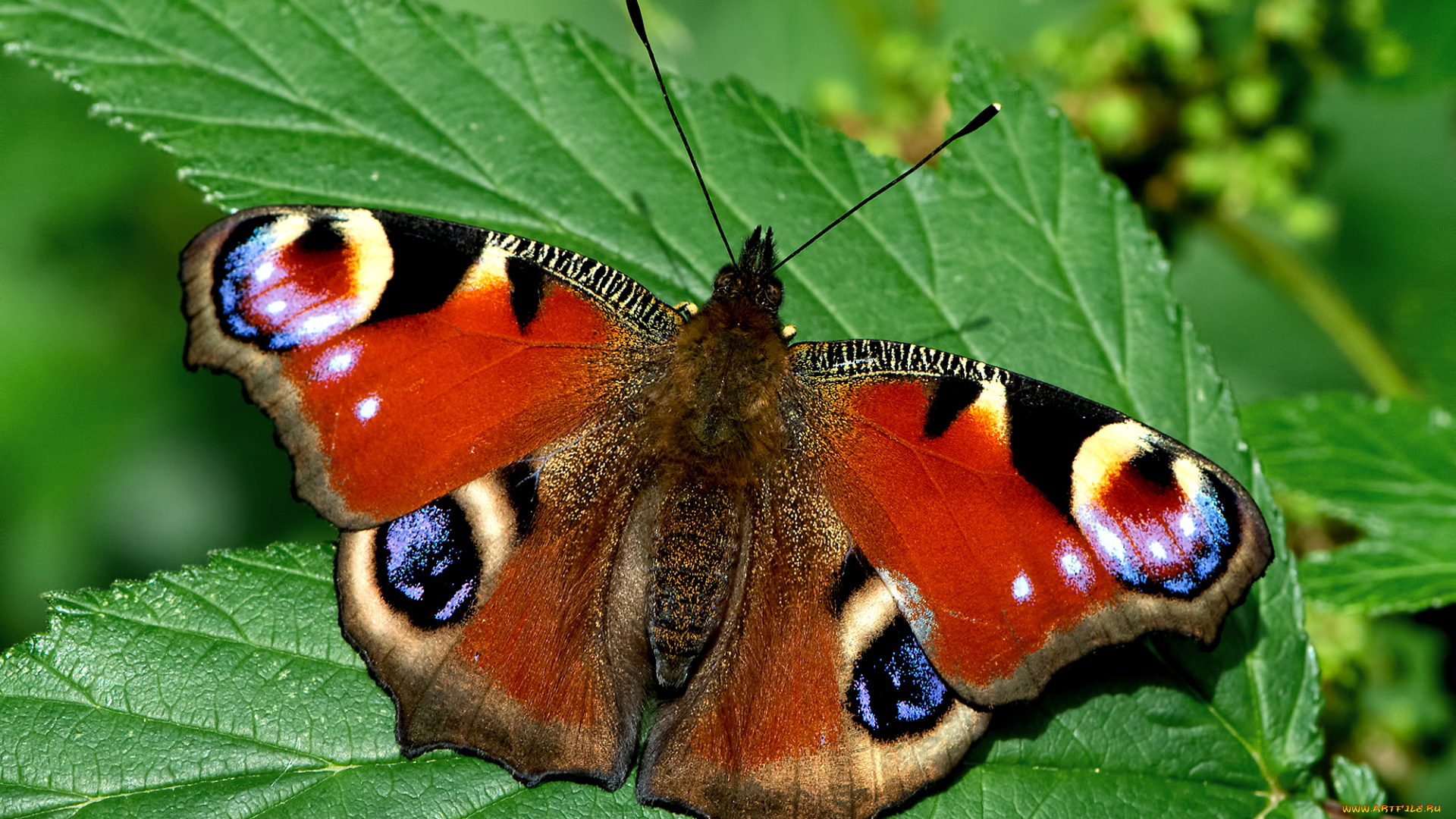 nachis, io, -, the, peacock, животные, бабочки, , мотыльки, , моли, бабочка
