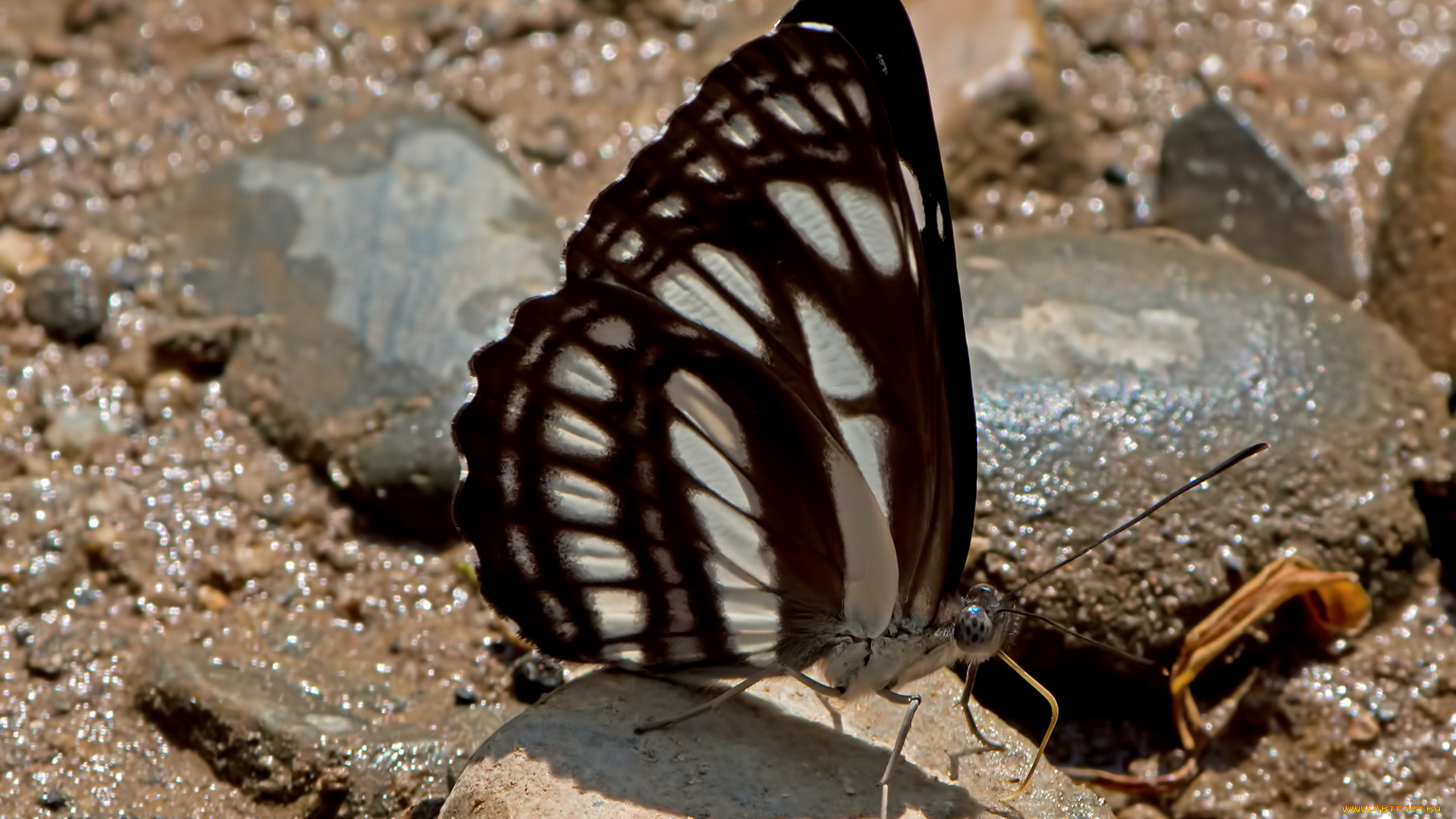 neptis, leucoporos, -, burmese, sailor, животные, бабочки, , мотыльки, , моли, бабочка