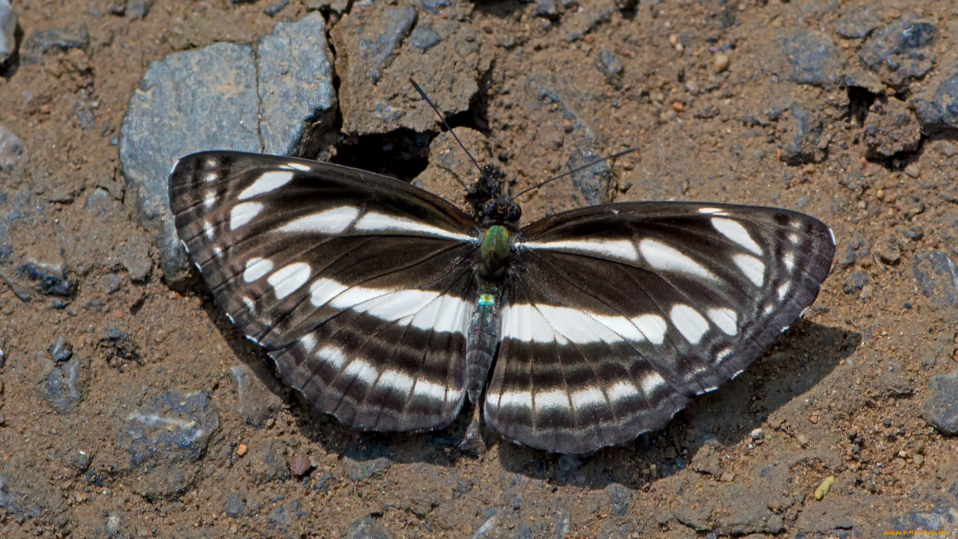 neptis, leucoporos, -, burmese, sailor, животные, бабочки, , мотыльки, , моли, бабочка