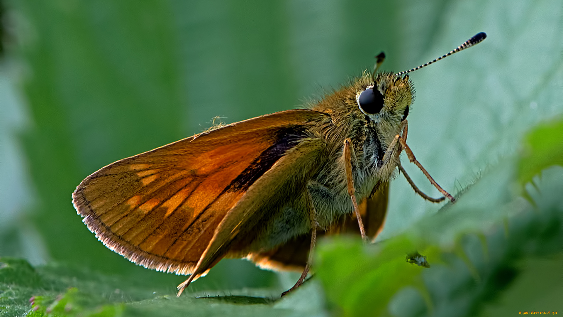 ochlodes, venata, -, large, skipper, животные, бабочки, , мотыльки, , моли, бабочка