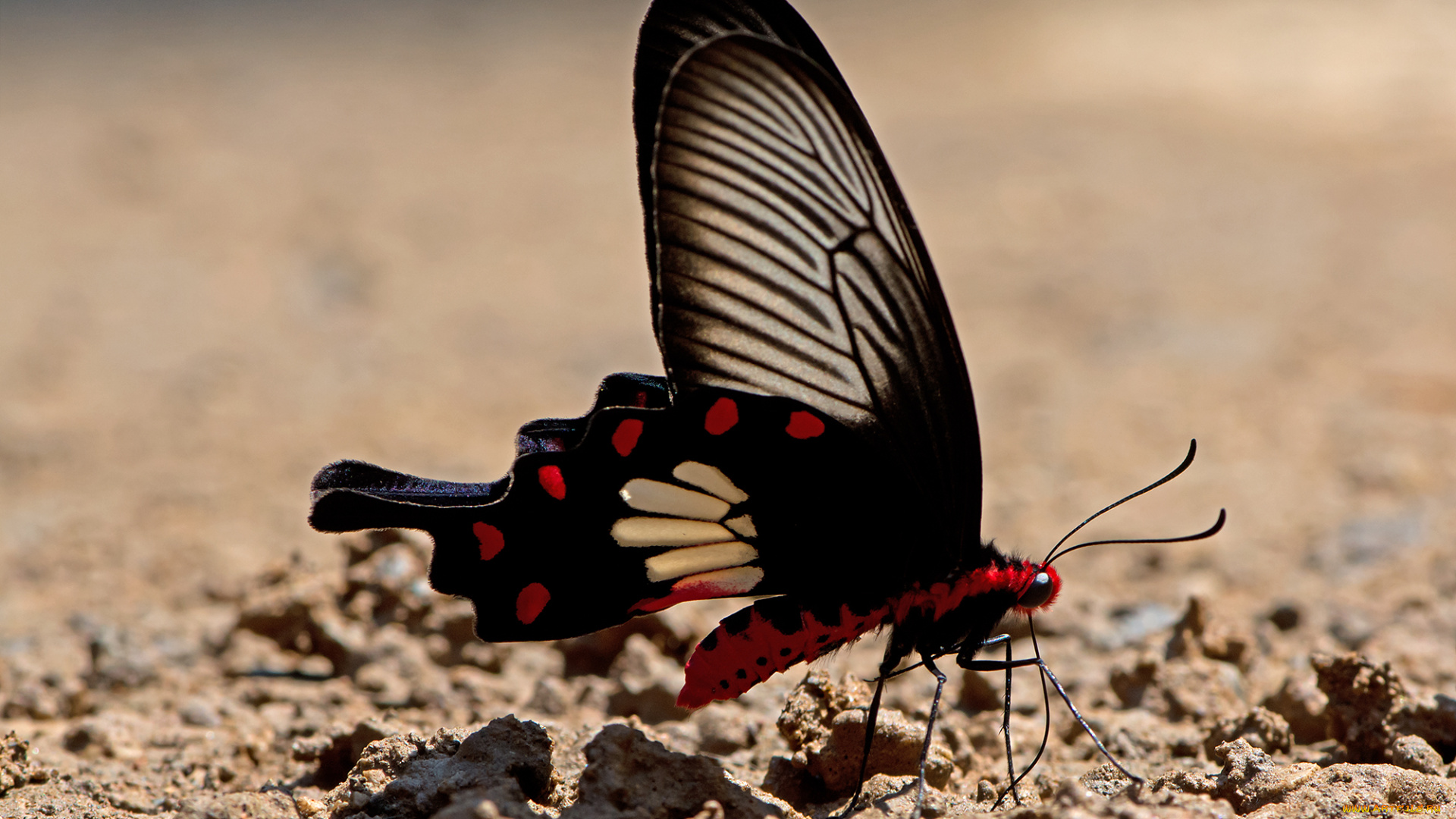 pachliopta, aristolochiae, -, common, rose, животные, бабочки, , мотыльки, , моли, бабочка