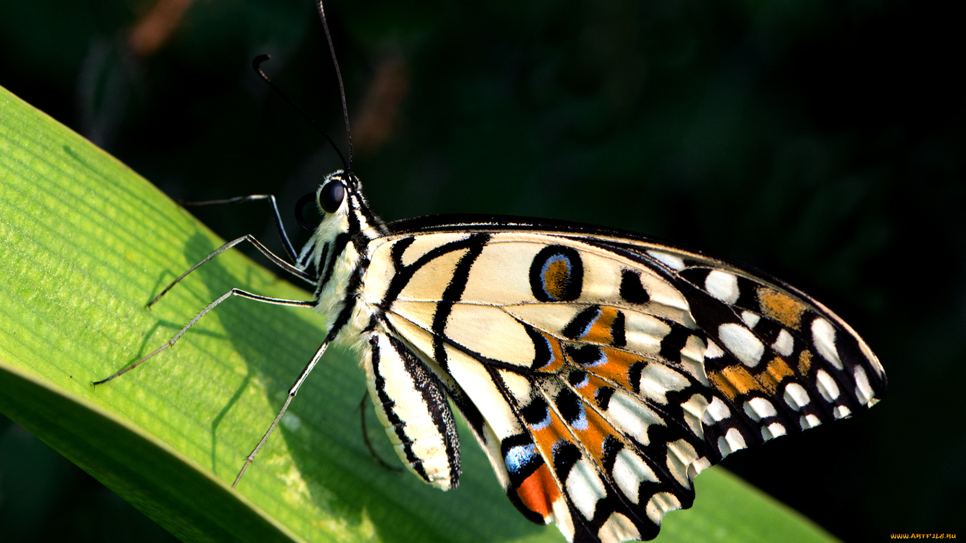 papilio, demoleus, -, the, lime, животные, бабочки, , мотыльки, , моли, бабочка