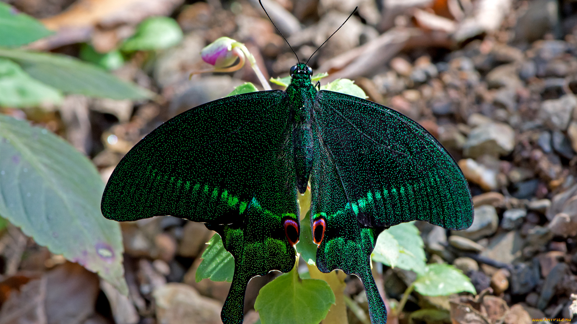 papilio, paris, -, paris, peacock, животные, бабочки, , мотыльки, , моли, бабочка