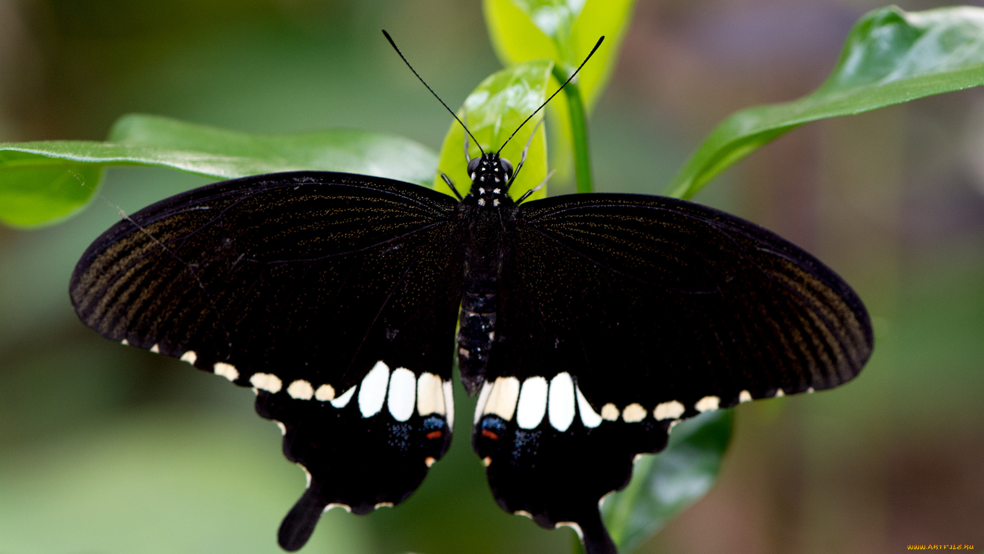 papilio, polytes, -, common, mormon, животные, бабочки, , мотыльки, , моли, бабочка