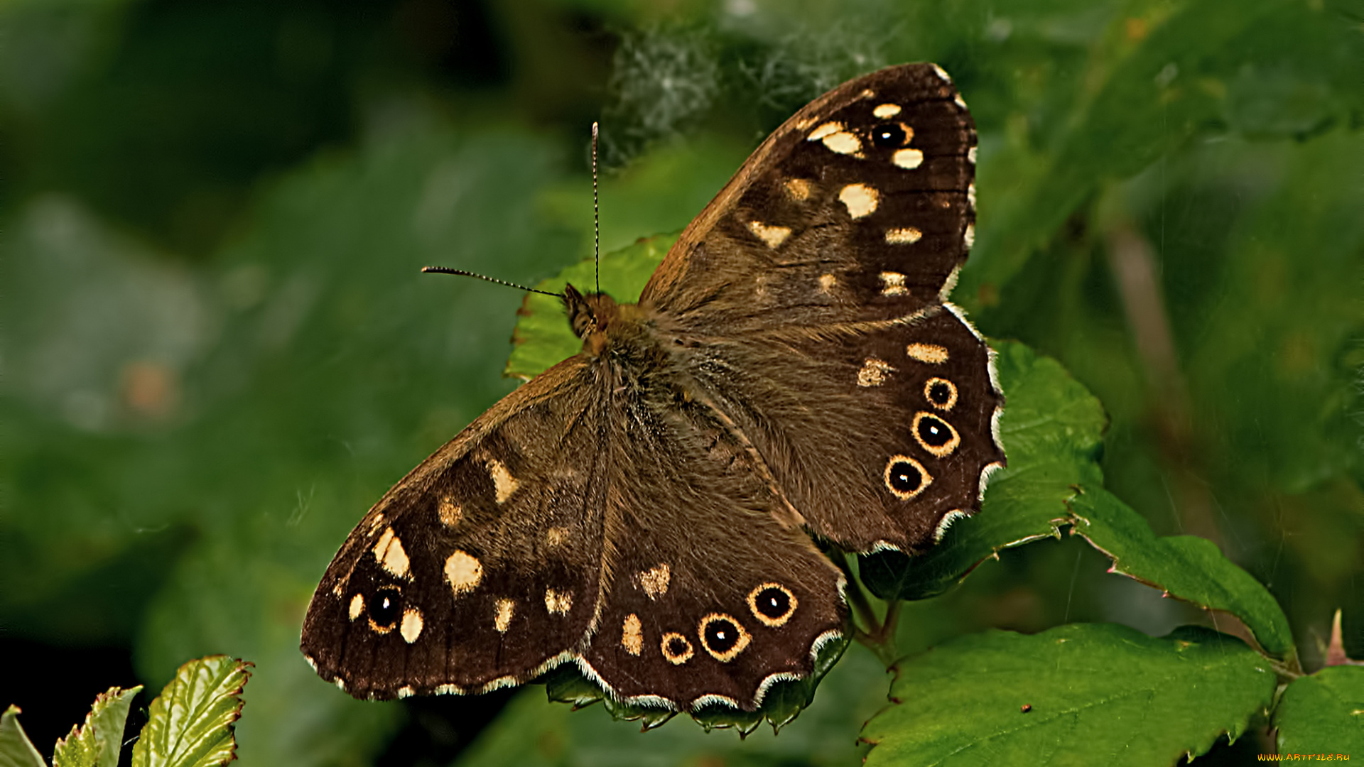 pararge, aegeria, -, speckled, wood, животные, бабочки, , мотыльки, , моли, бабочка