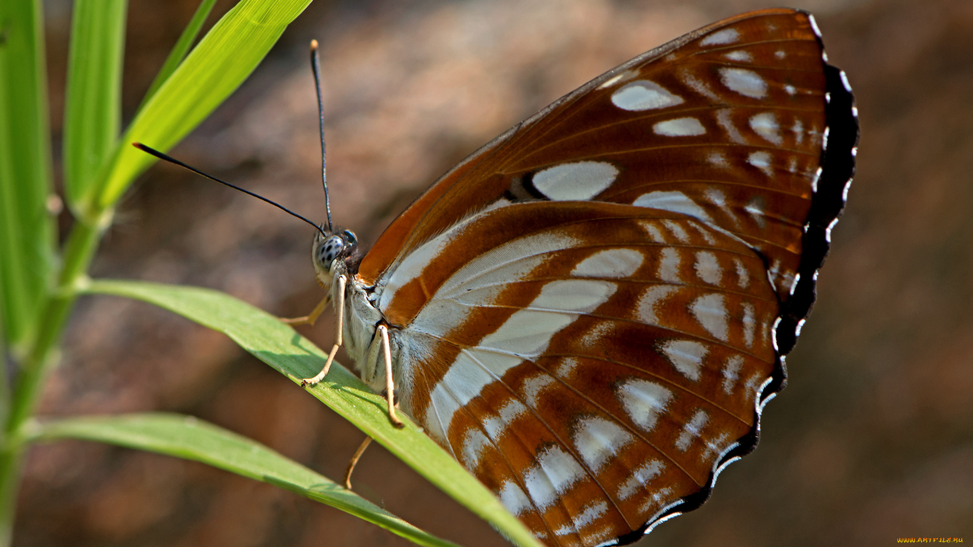 phaedyma, columella, -, short-banded, sailor, животные, бабочки, , мотыльки, , моли, бабочка