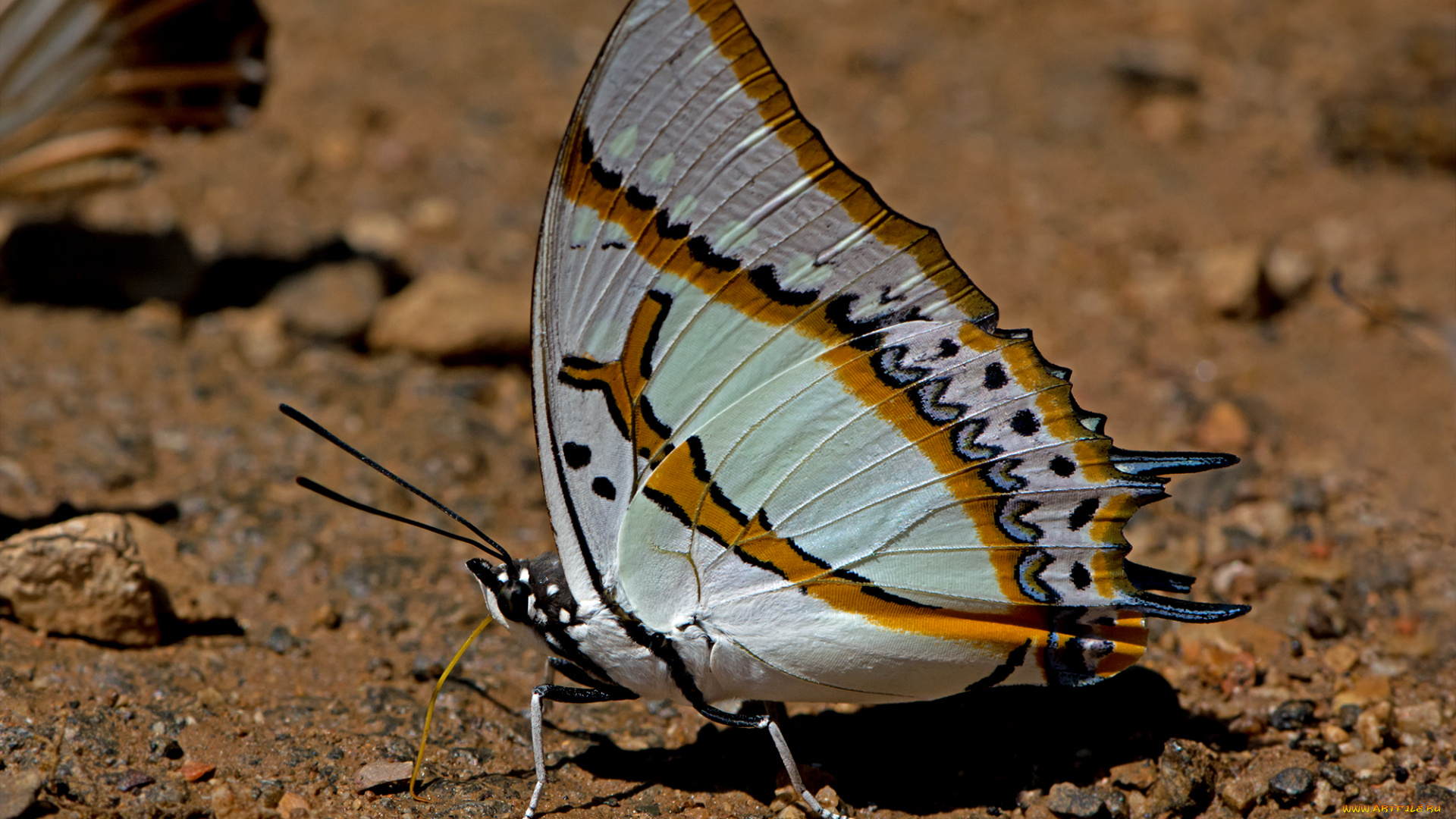 polyura, eudamippas, -, great, nawab, животные, бабочки, , мотыльки, , моли, бабочка