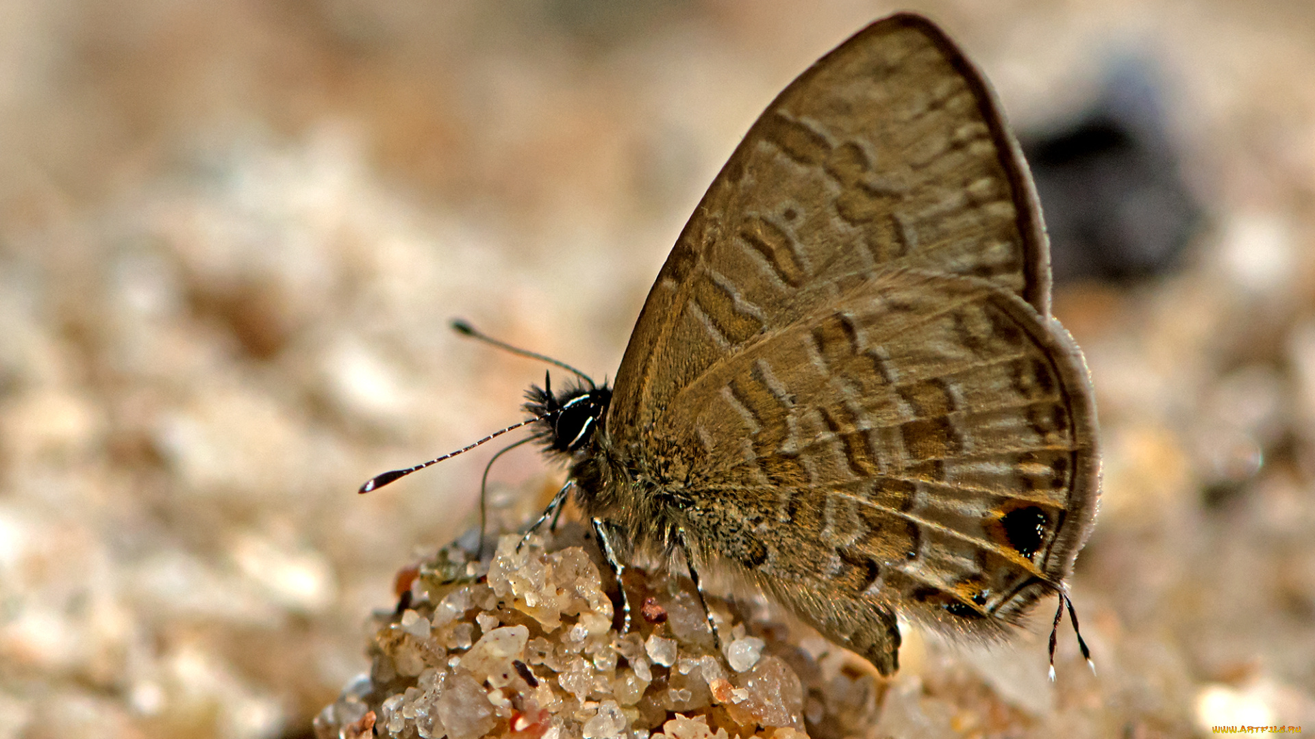 prosotas, nora, -, common, lineblue, животные, бабочки, , мотыльки, , моли, бабочка