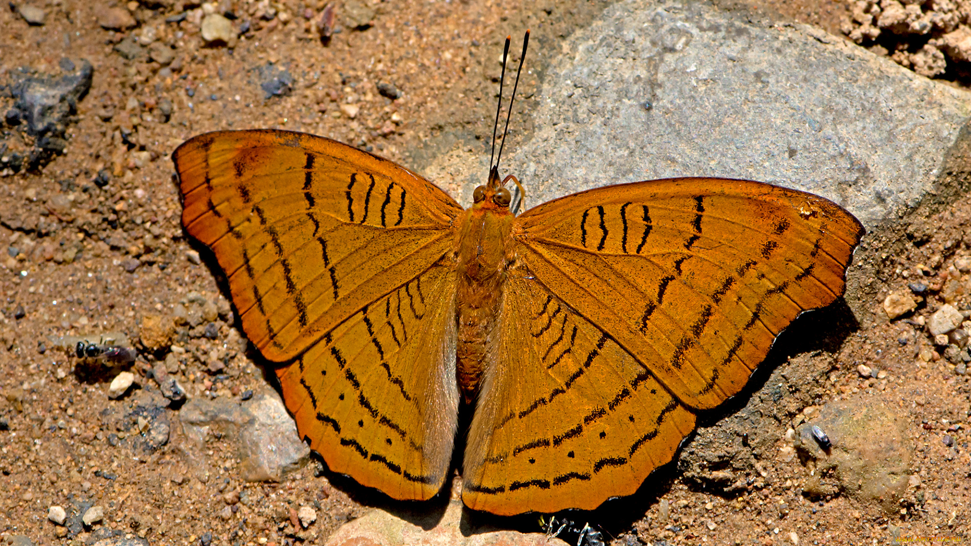 pseudergolis, wedah, -, the, tabby, животные, бабочки, , мотыльки, , моли, бабочка