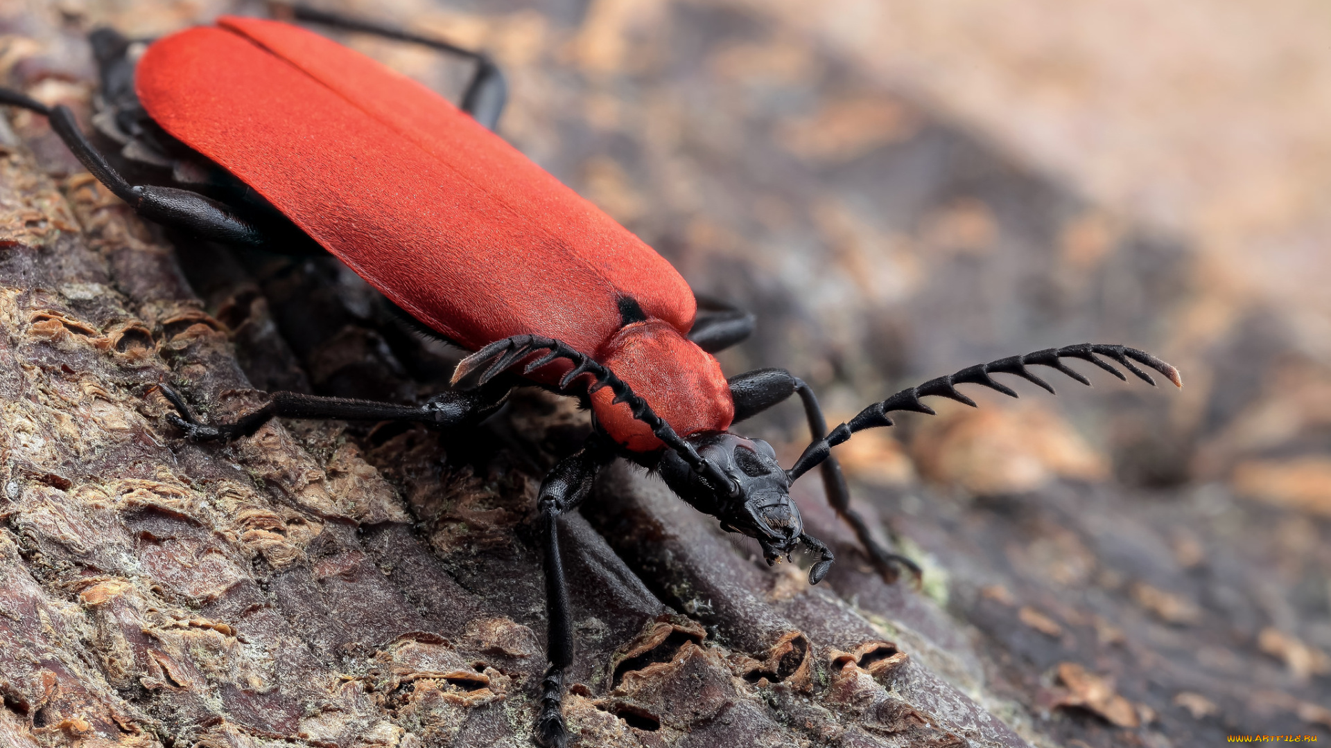 pyrochroa, животные, насекомые, жучок