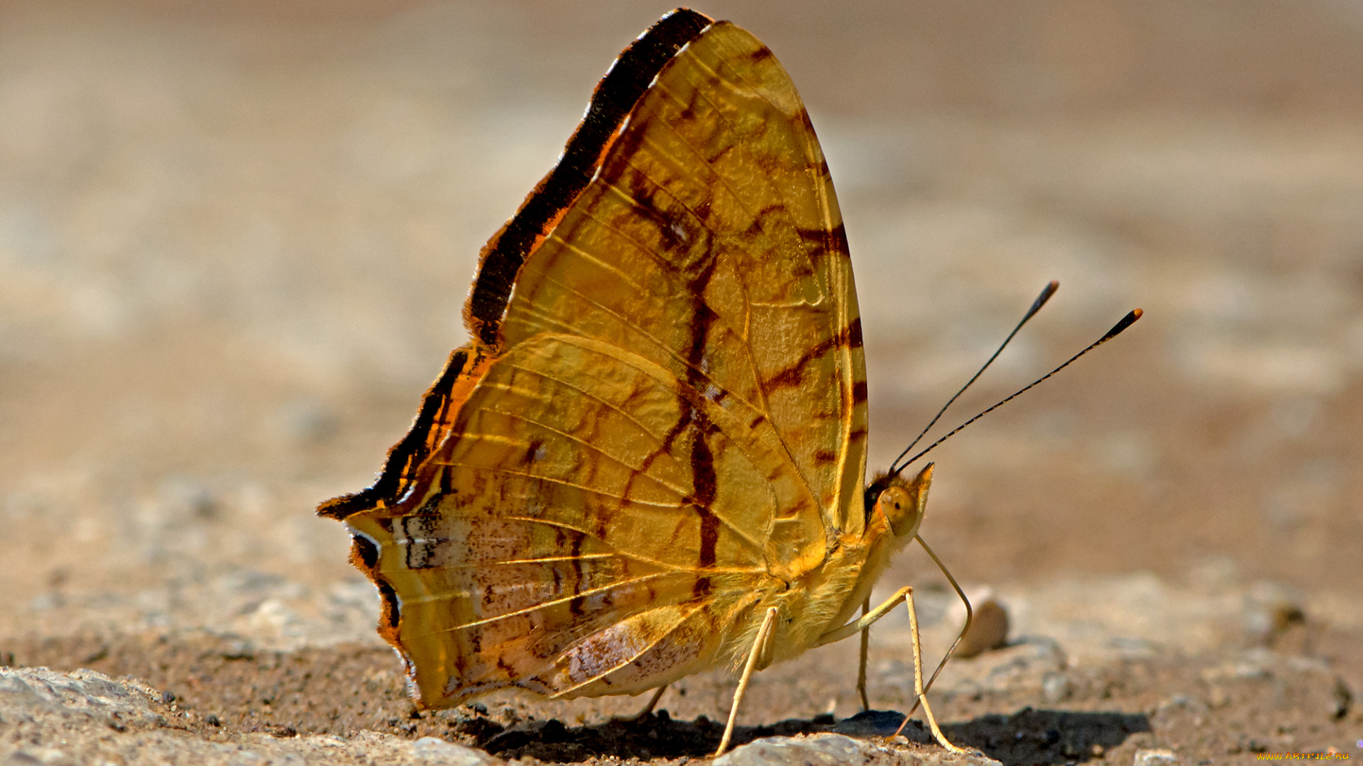 symbrenthia, lilaea, -, common, jester, животные, бабочки, , мотыльки, , моли, бабочка