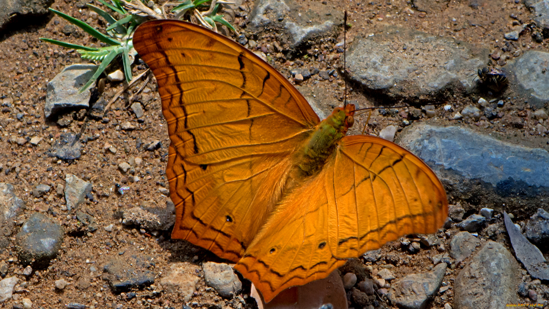 vindula, erota, -, the, cruiser, животные, бабочки, , мотыльки, , моли, бабочка