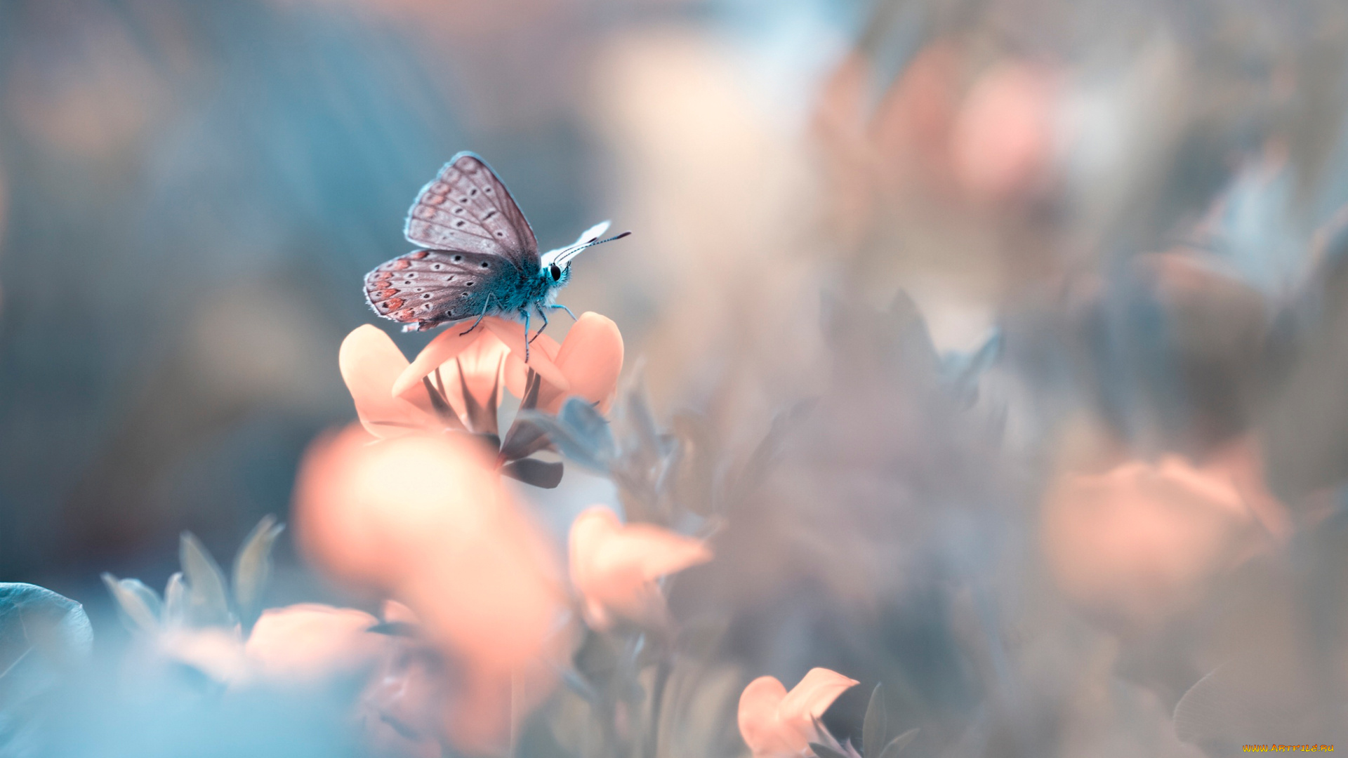 животные, бабочки, , мотыльки, , моли, цветок, боке, бабочка