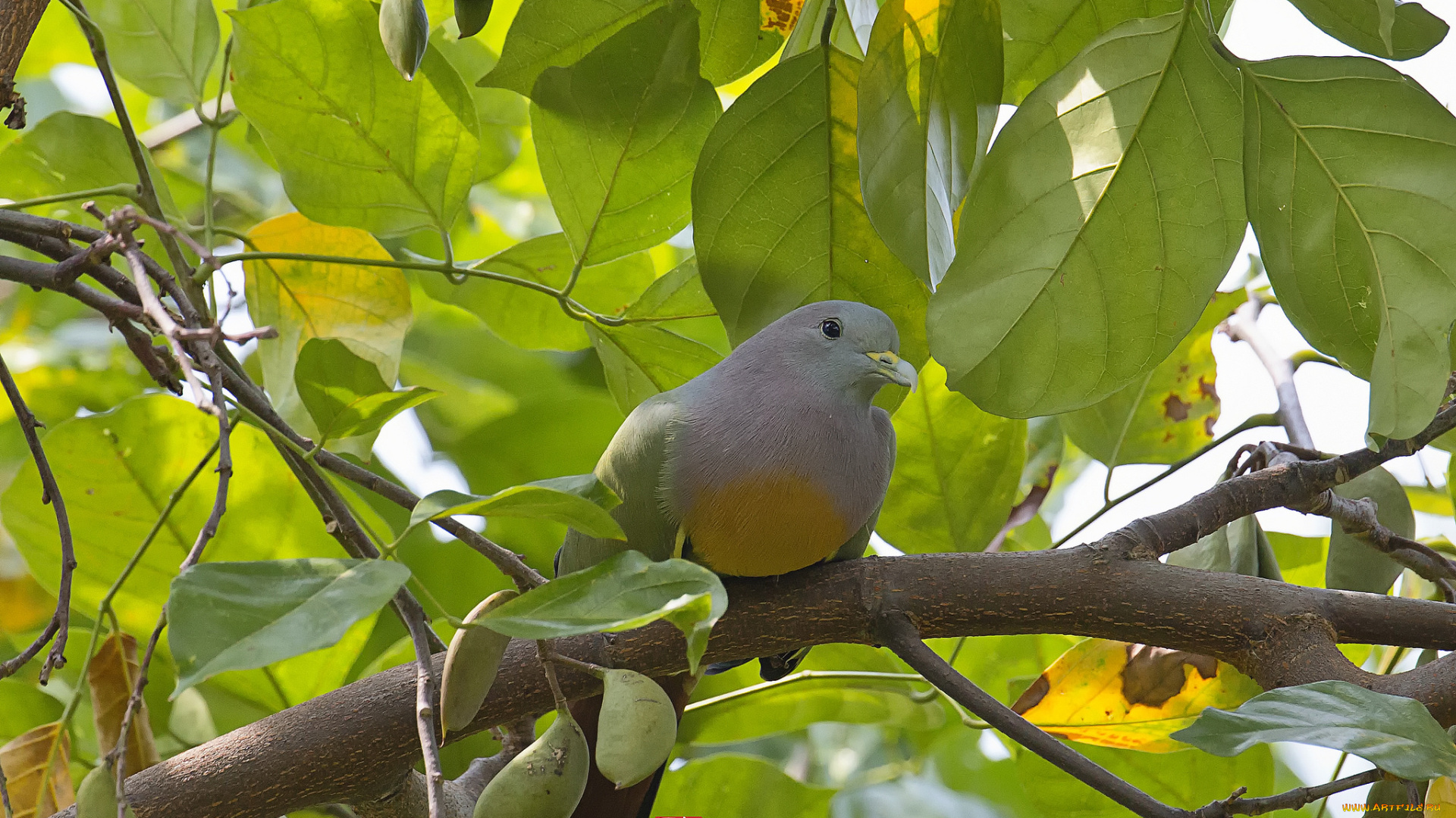 животные, голуби, птица, взгляд, дерево, листья, стручки, голубь