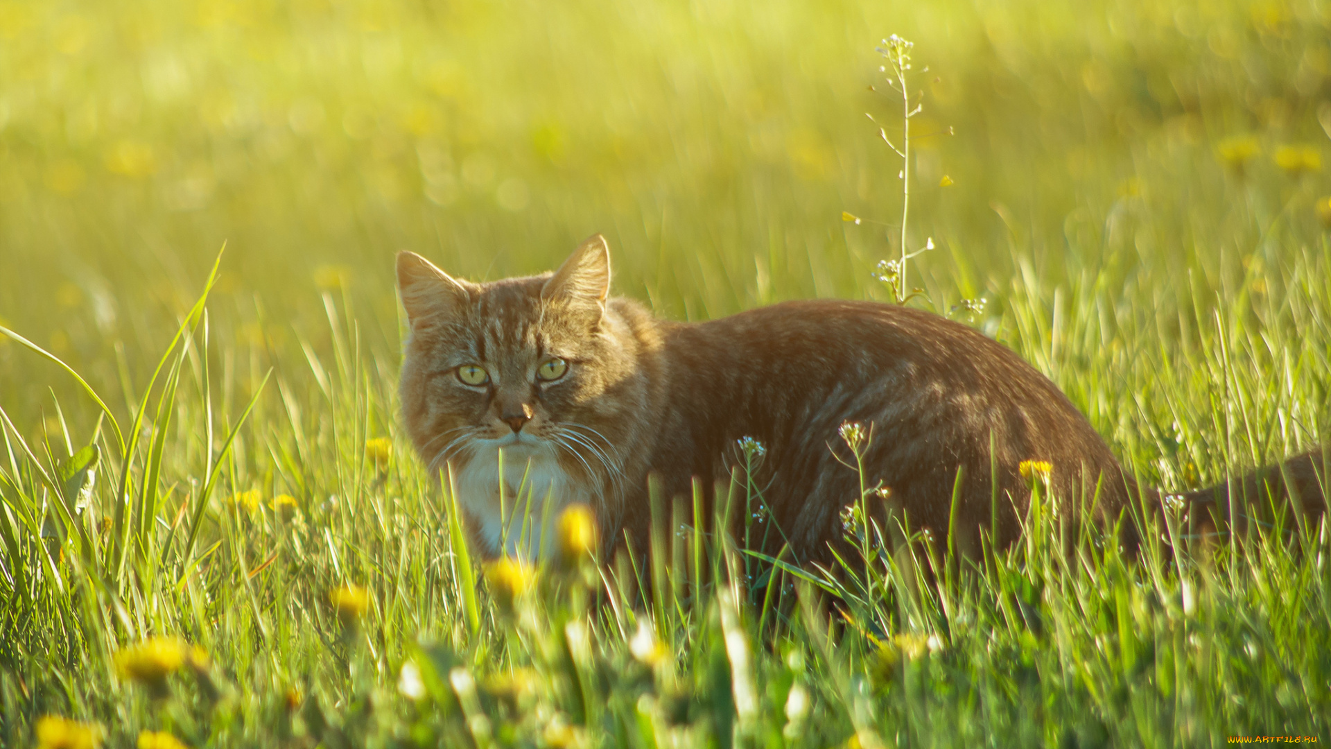 животные, коты, киса, коте, взгляд, рыжий, луг, трава
