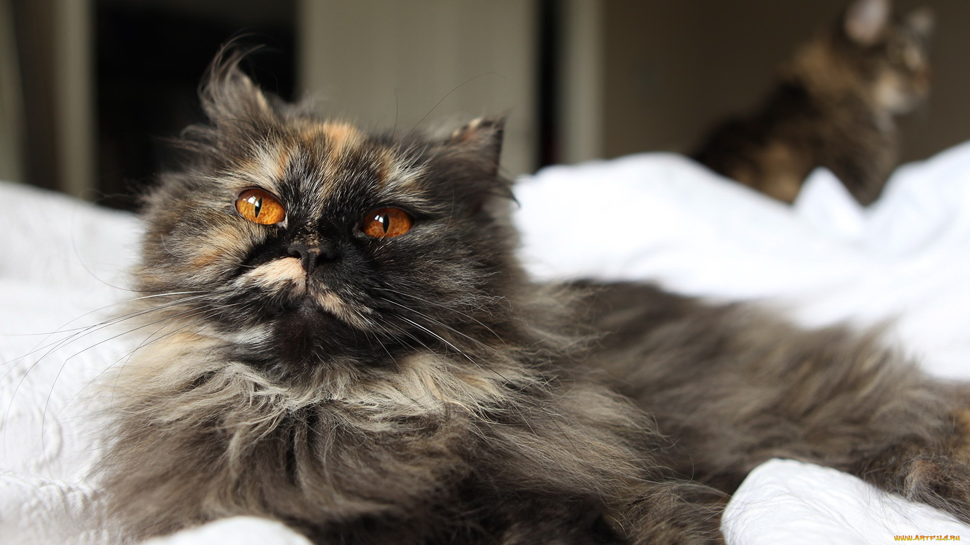 животные, коты, кошка, кот, пушистик