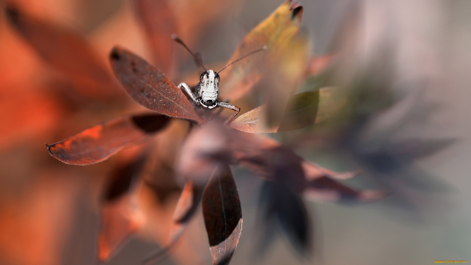 животные, кузнечики, , саранча, макро, кузнечик, листочки, листья, растение