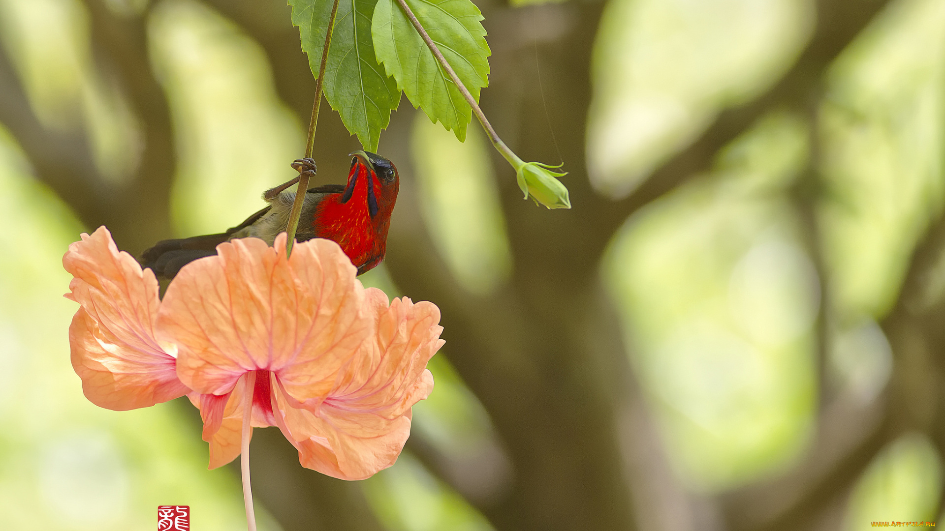 животные, нектарницы, птица, красная, цветок, стебелёк, листья, оранжевый