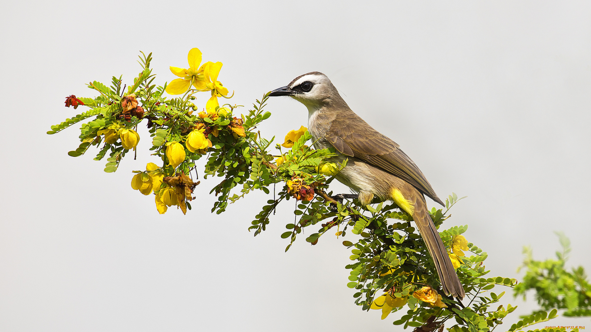 животные, птицы, птица, ветка, цветы, фон, макро