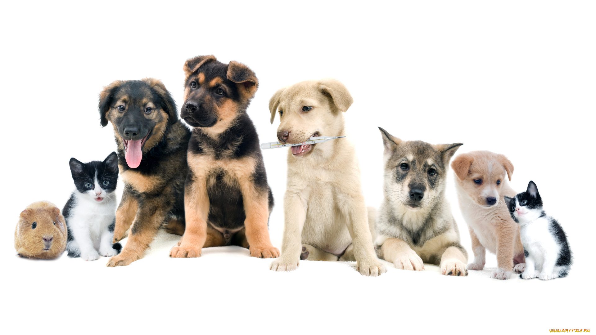 животные, разные, вместе, бигль, котенок, собака, свинка, лайка, ротвейлер, лабрадор